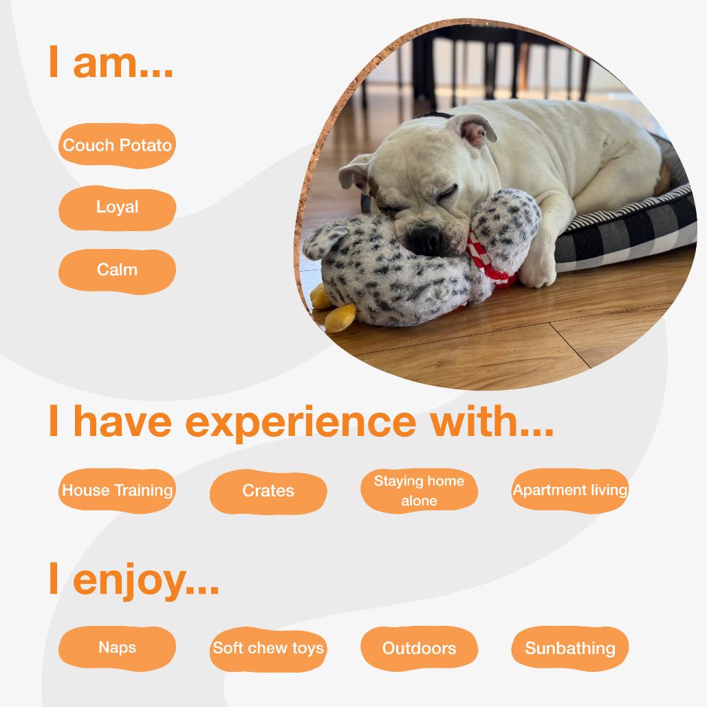 Coconut, Adoptable, Senior Female American Staffordshire Terrier & Mixed Breed.