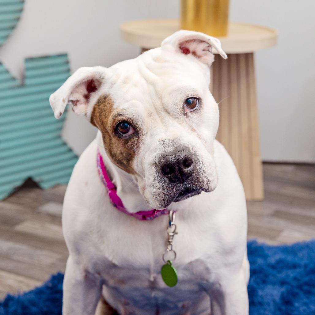 Coconut, a Adoptable mixed breed in Los Angeles, CA image 2/5