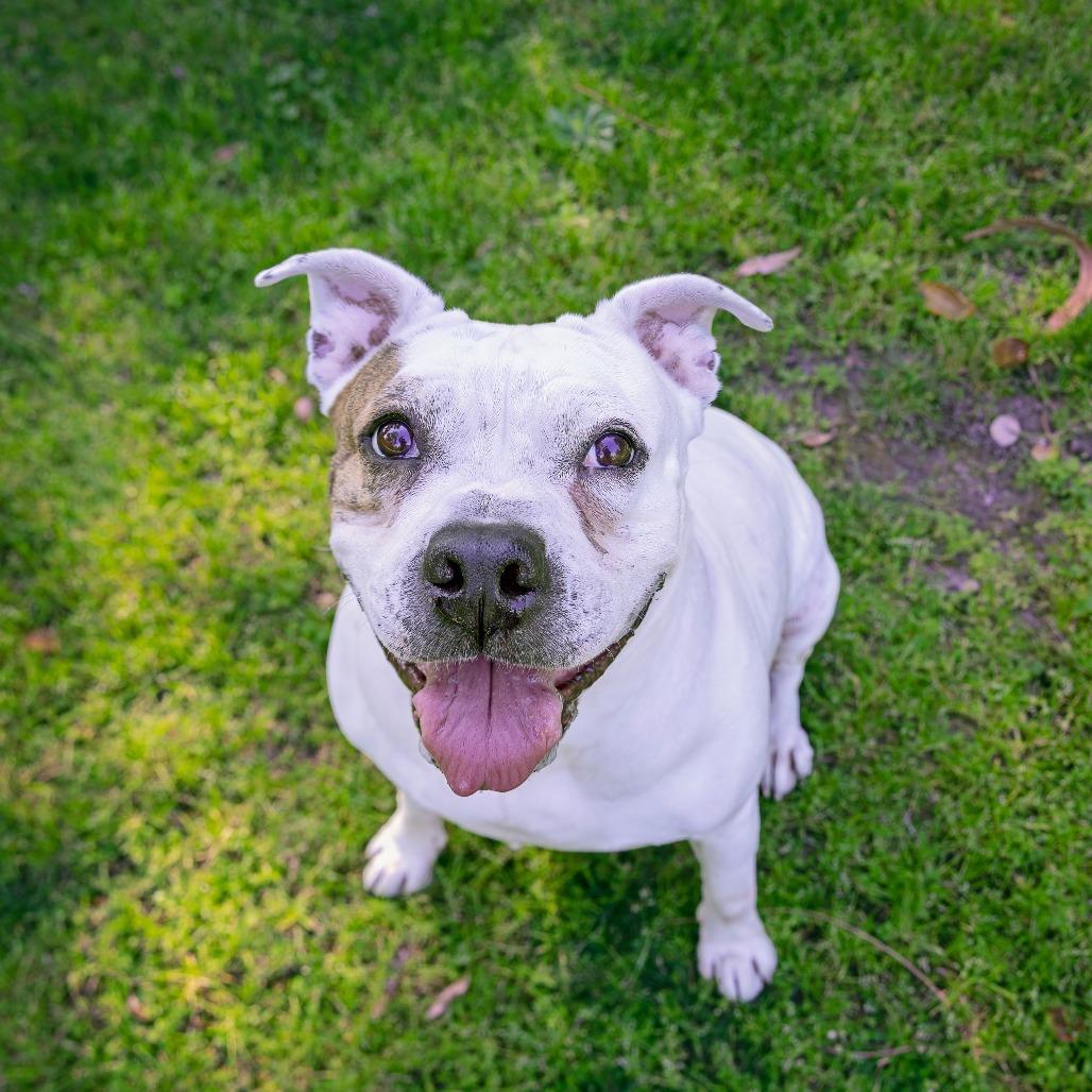 Enlarge Coconut, a Adoptable mixed breed in Los Angeles, CA image 3/5