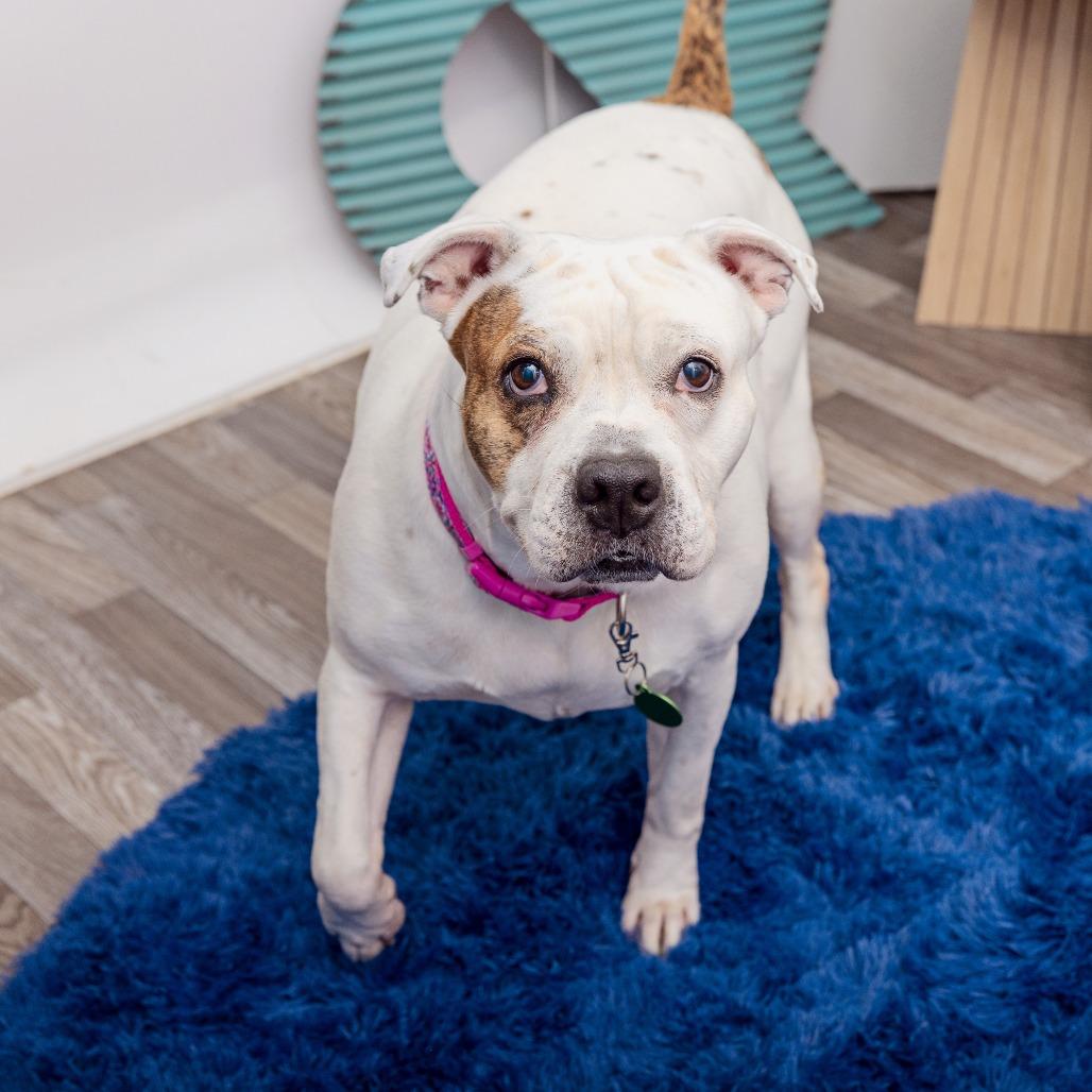 Enlarge Coconut, a Adoptable mixed breed in Los Angeles, CA image 4/6