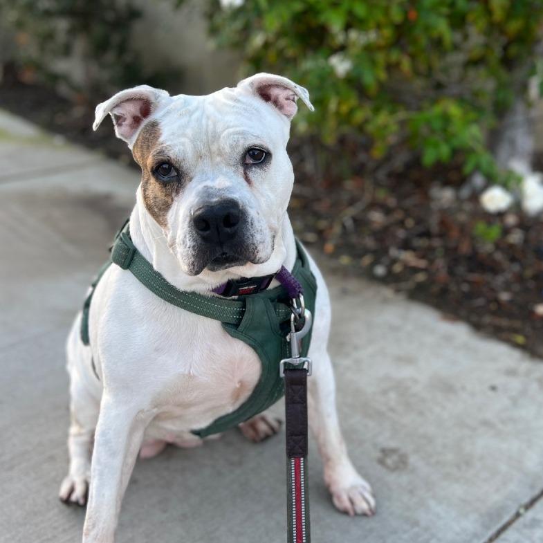 Enlarge Coconut, a Adoptable mixed breed in Los Angeles, CA image 5/6