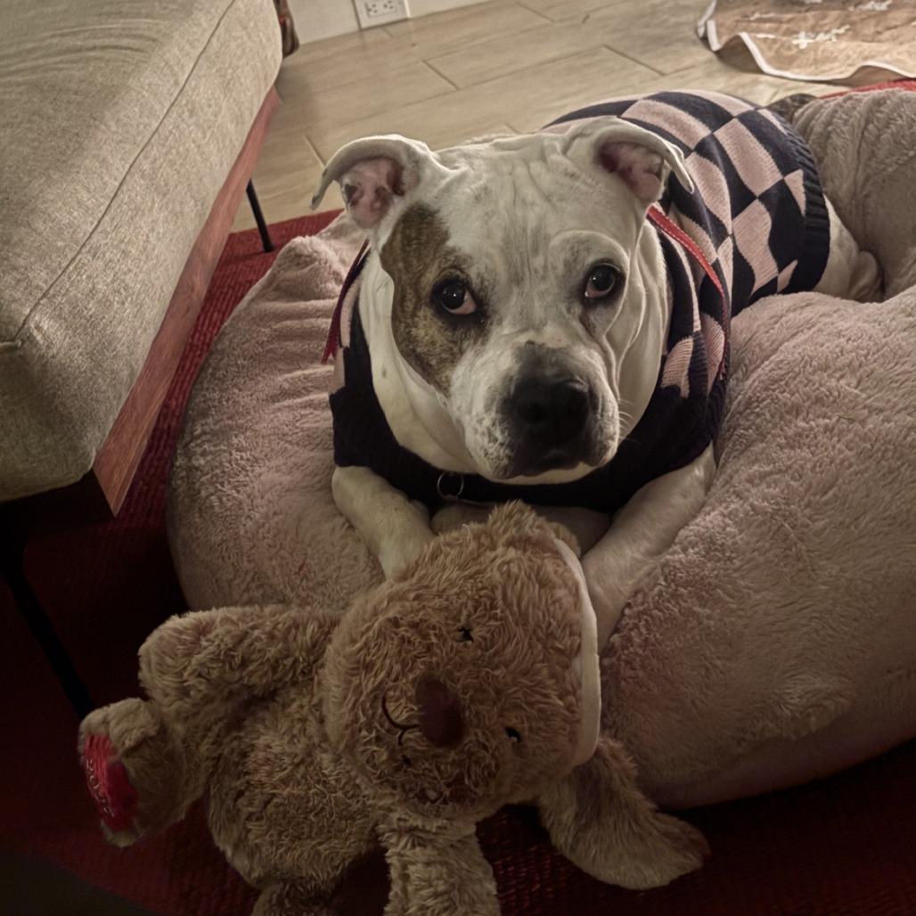 Coconut — thumbnail 4