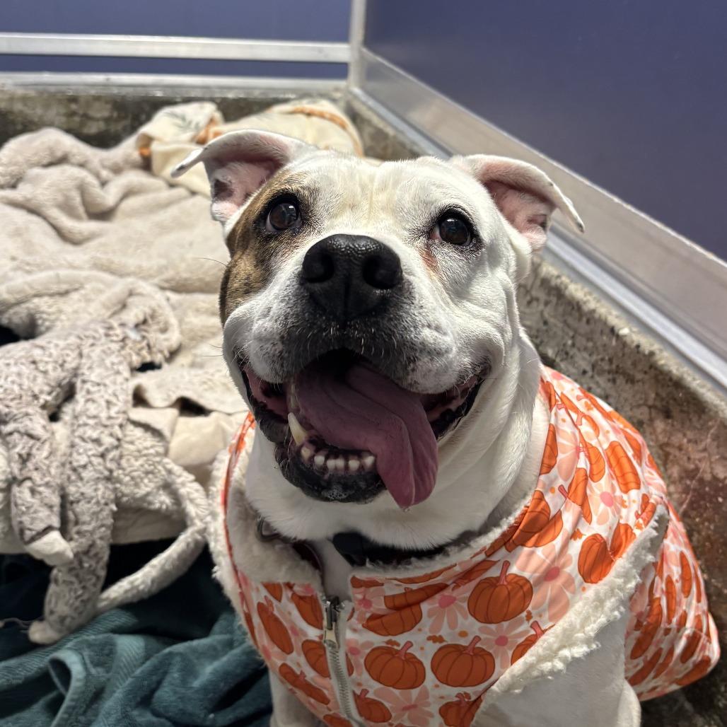 Enlarge Coconut, a Adoptable mixed breed in Los Angeles, CA image 5/6