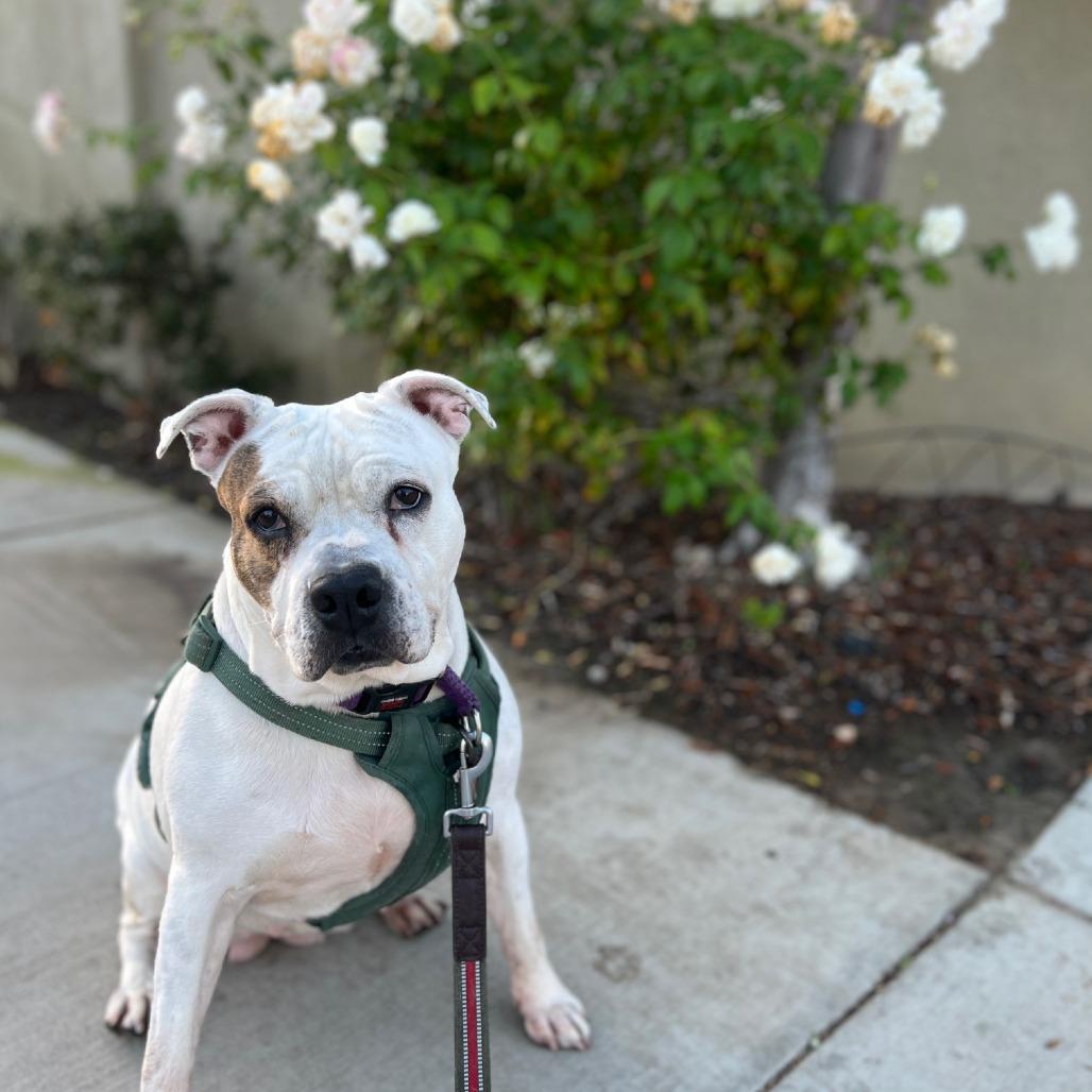 Enlarge Coconut, a Adoptable mixed breed in Los Angeles, CA image 6/6