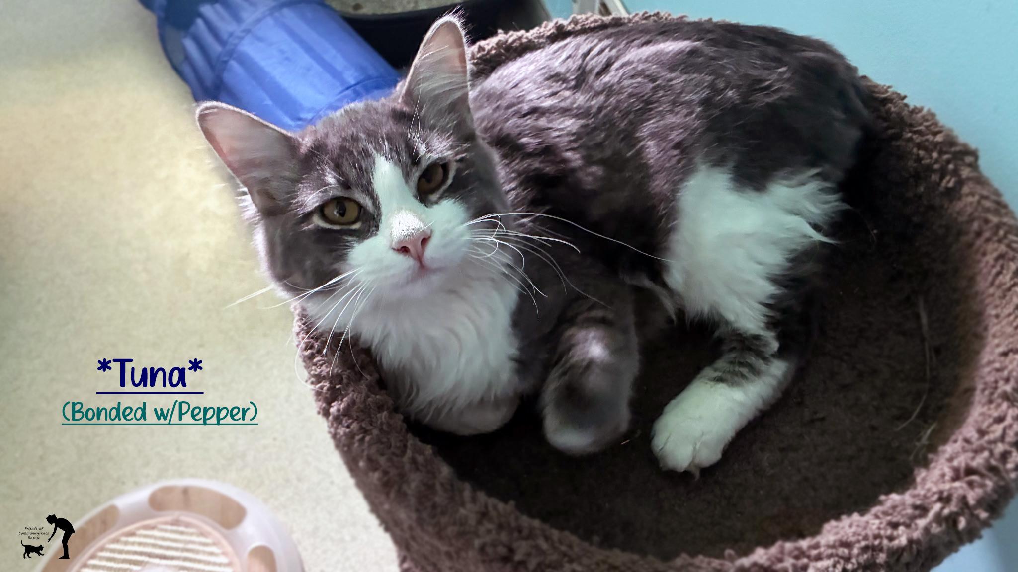 Enlarge Tuna (Bonded w/Pepper), an adopted Domestic Medium Hair in Centerville, UT image 1/1