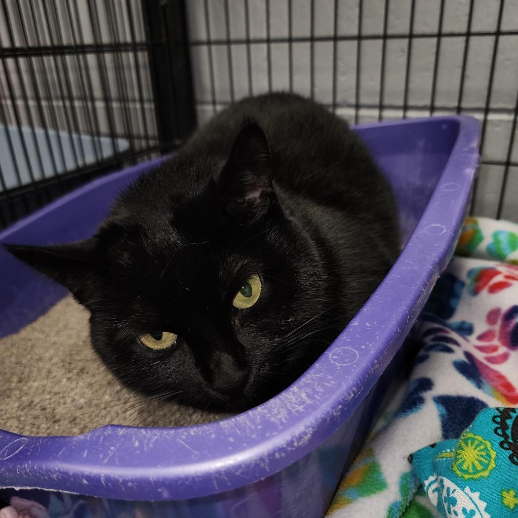 Enlarge Christy, a Adoptable mixed breed in Muskegon, MI image 1/3