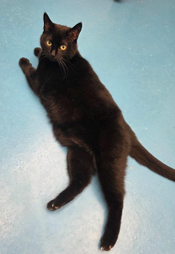 Enlarge Christy, a Adoptable mixed breed in Muskegon, MI image 1/4