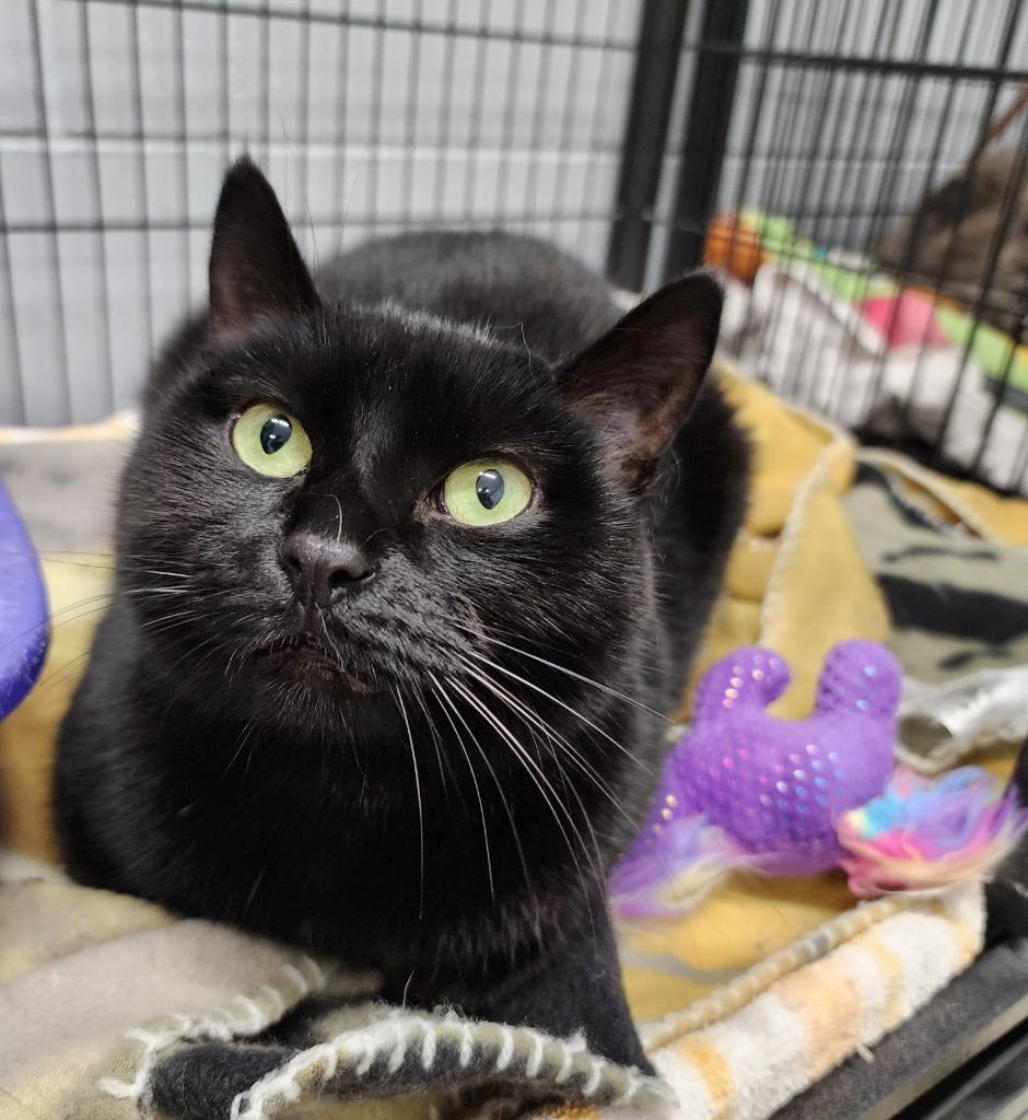 Christy, Adoptable, Adult Female Domestic Short Hair.