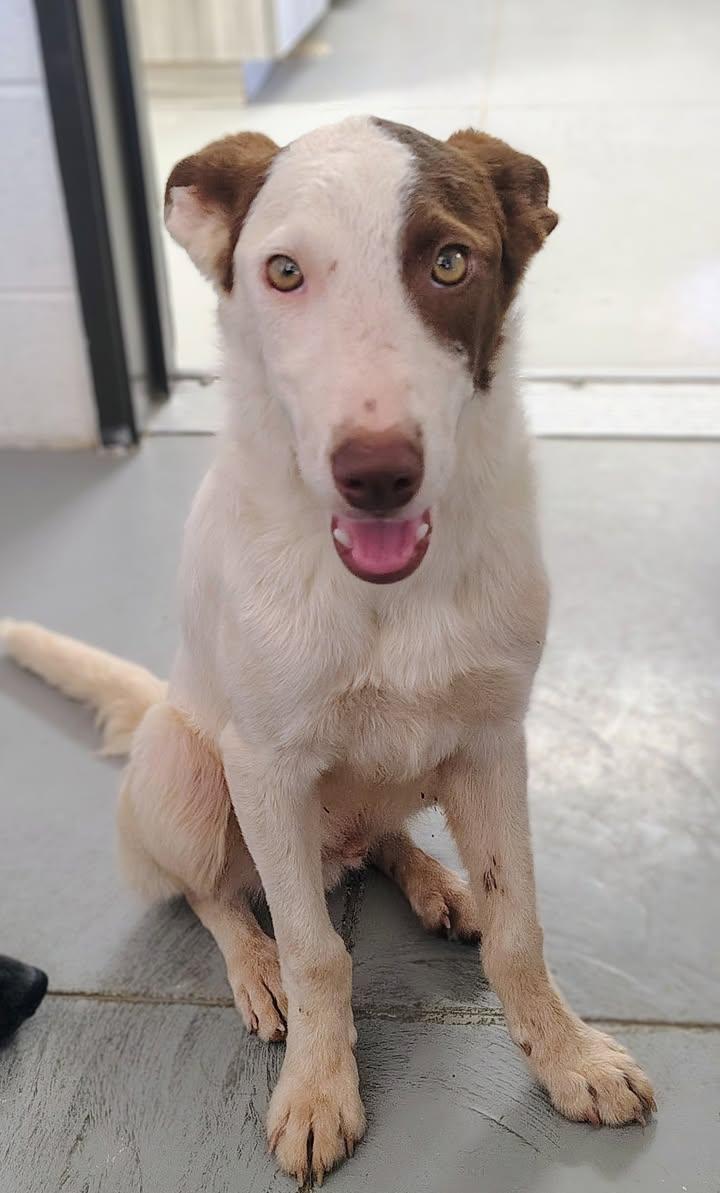 Petey, adopted, Young Male Australian Cattle Dog / Blue Heeler & Australian Kelpie.