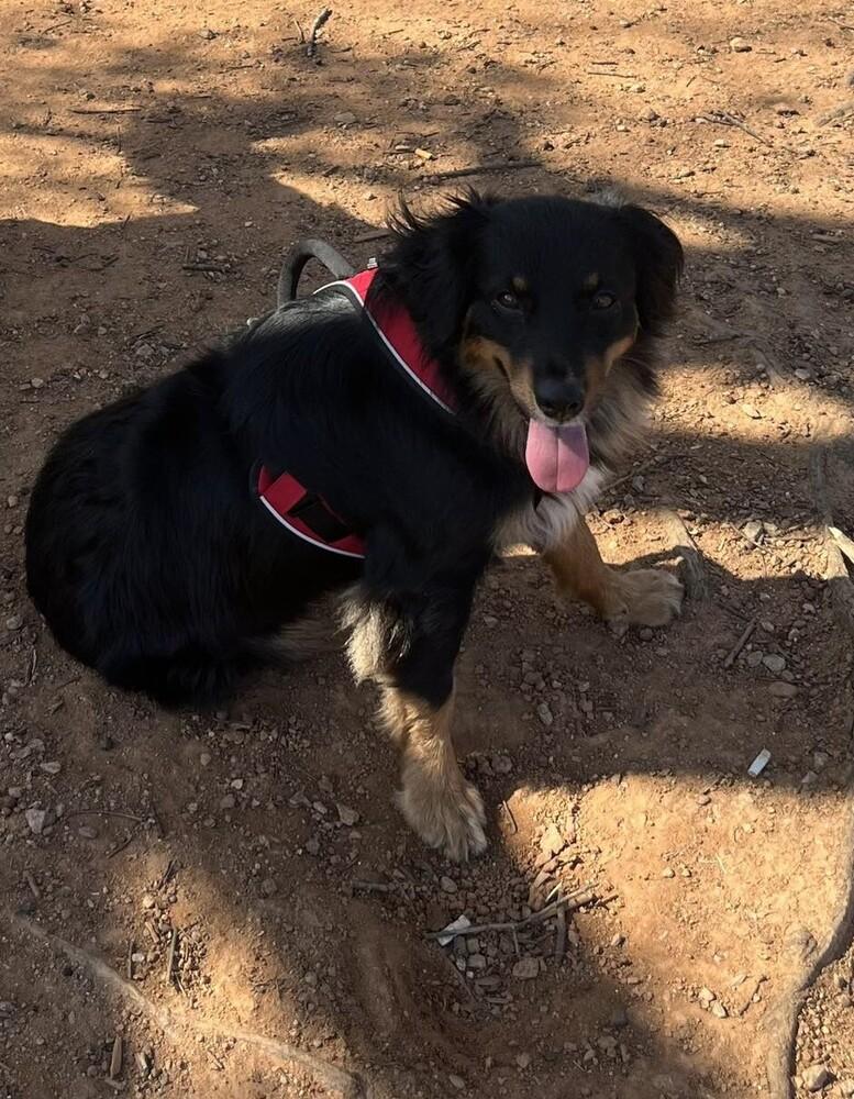 Enlarge Luna NC, a Adoptable Australian Shepherd in Ontario, CA image 2/6