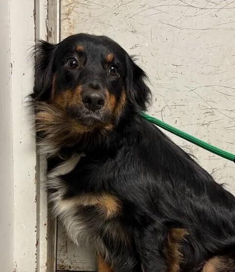 Enlarge Luna NC, a Adoptable Australian Shepherd in Ontario, CA image 3/6