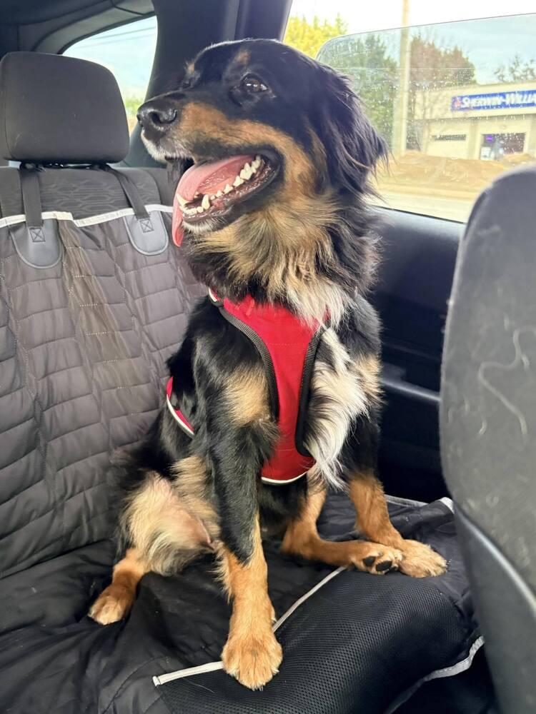 Enlarge Luna NC, a Adoptable Australian Shepherd in Ontario, CA image 4/6