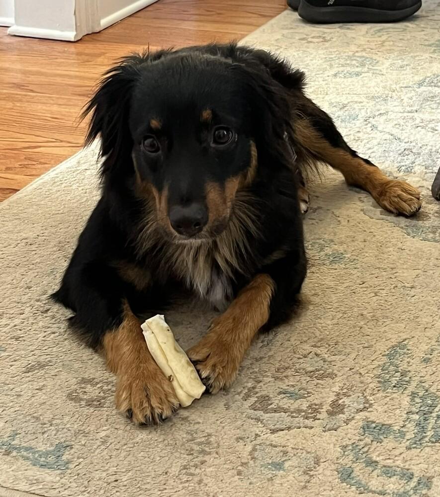 Enlarge Luna NC, a Adoptable Australian Shepherd in Ontario, CA image 5/6