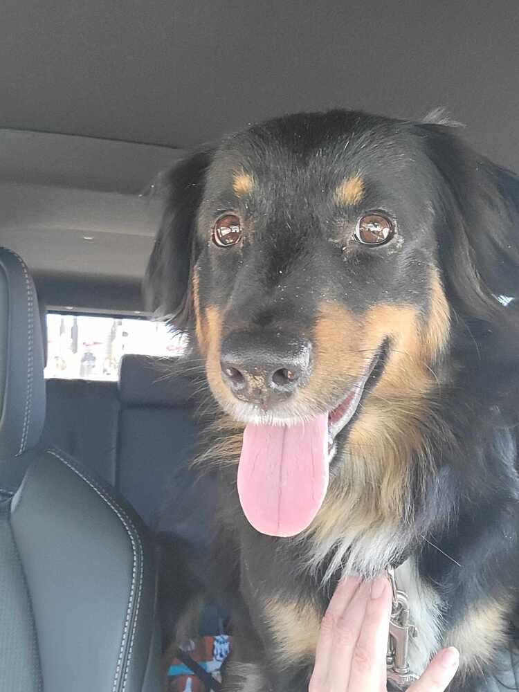 Enlarge Luna NC, a Adoptable Australian Shepherd in Ontario, CA image 6/6