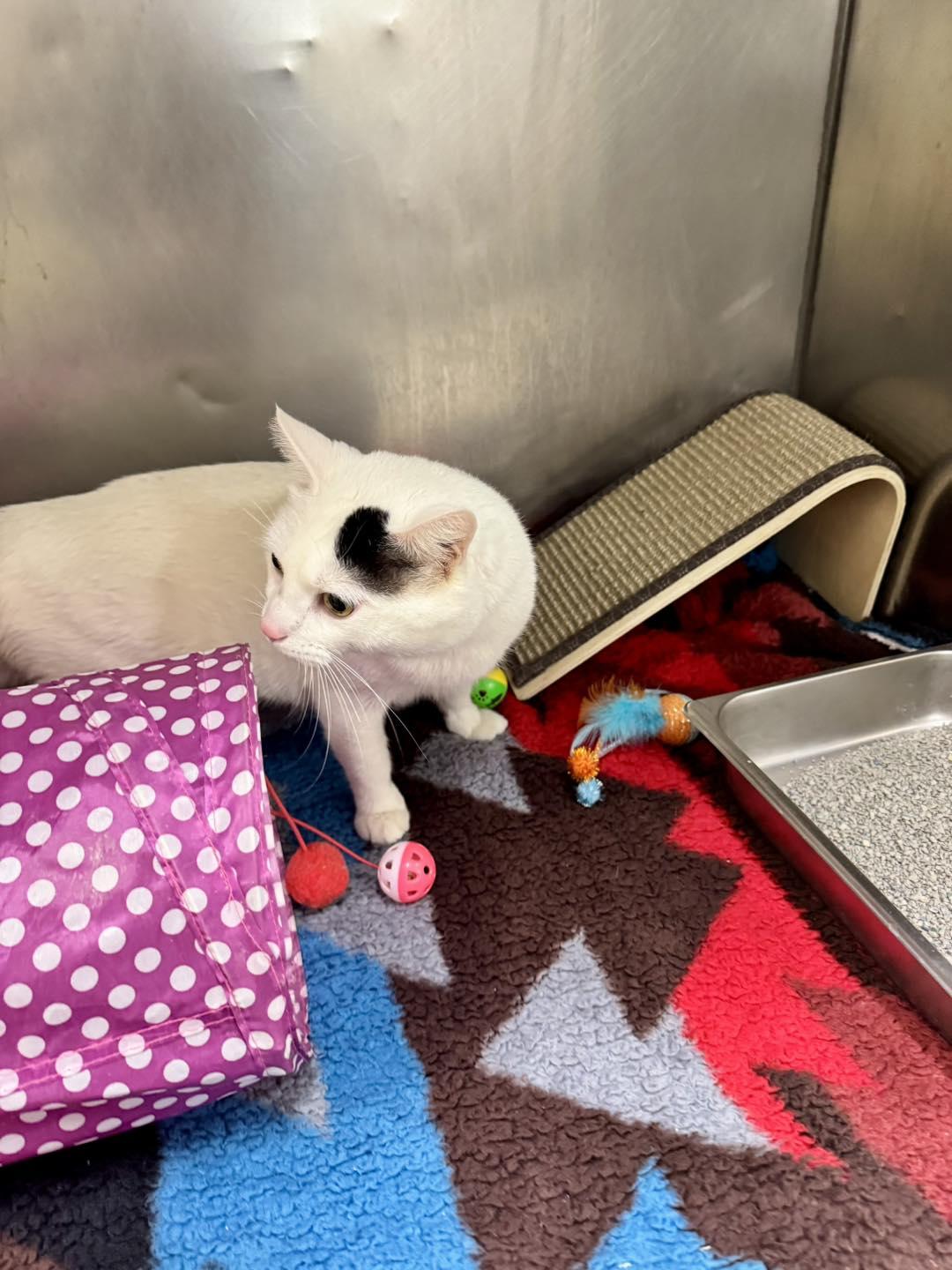 Enlarge Churro, an adopted mixed breed in Passaic, NJ image 1/5