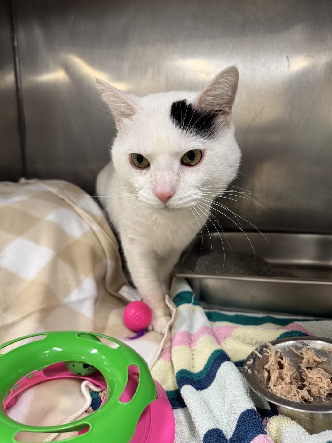 Churro, Adoptable, Adult Male Domestic Short Hair.