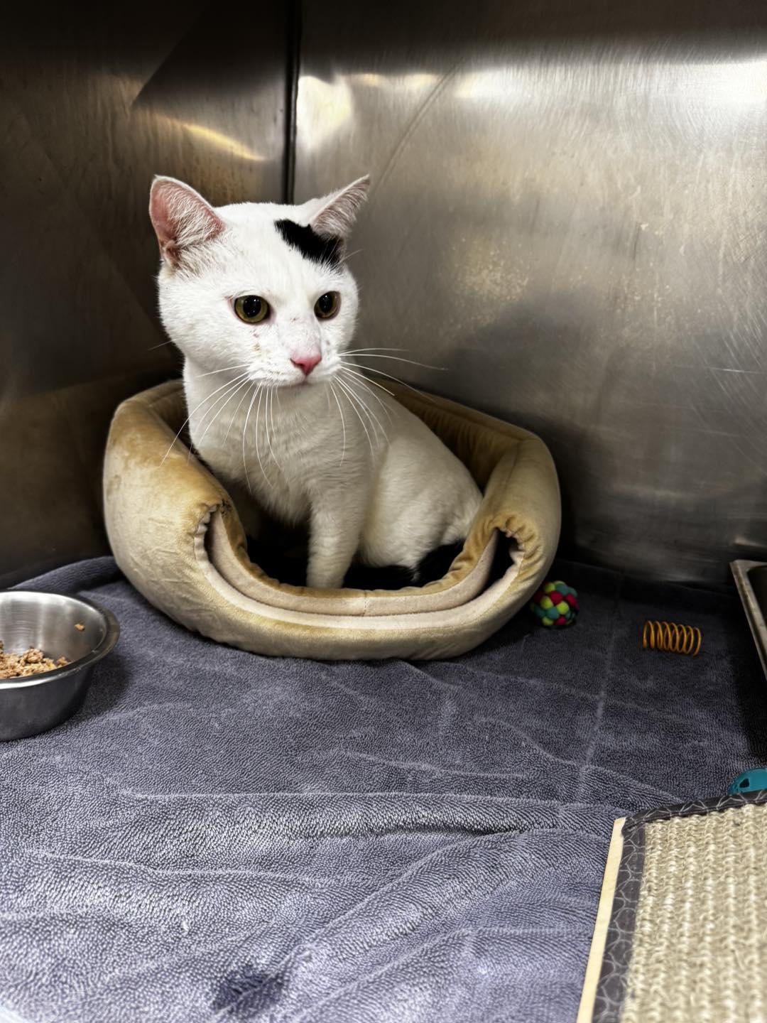 Enlarge Churro, an adopted mixed breed in Passaic, NJ image 5/5