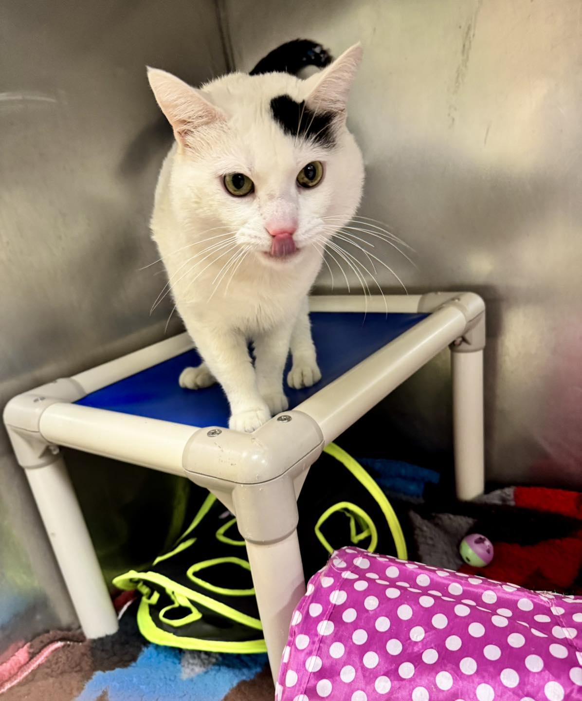 Enlarge Churro, an adopted mixed breed in Passaic, NJ image 4/5