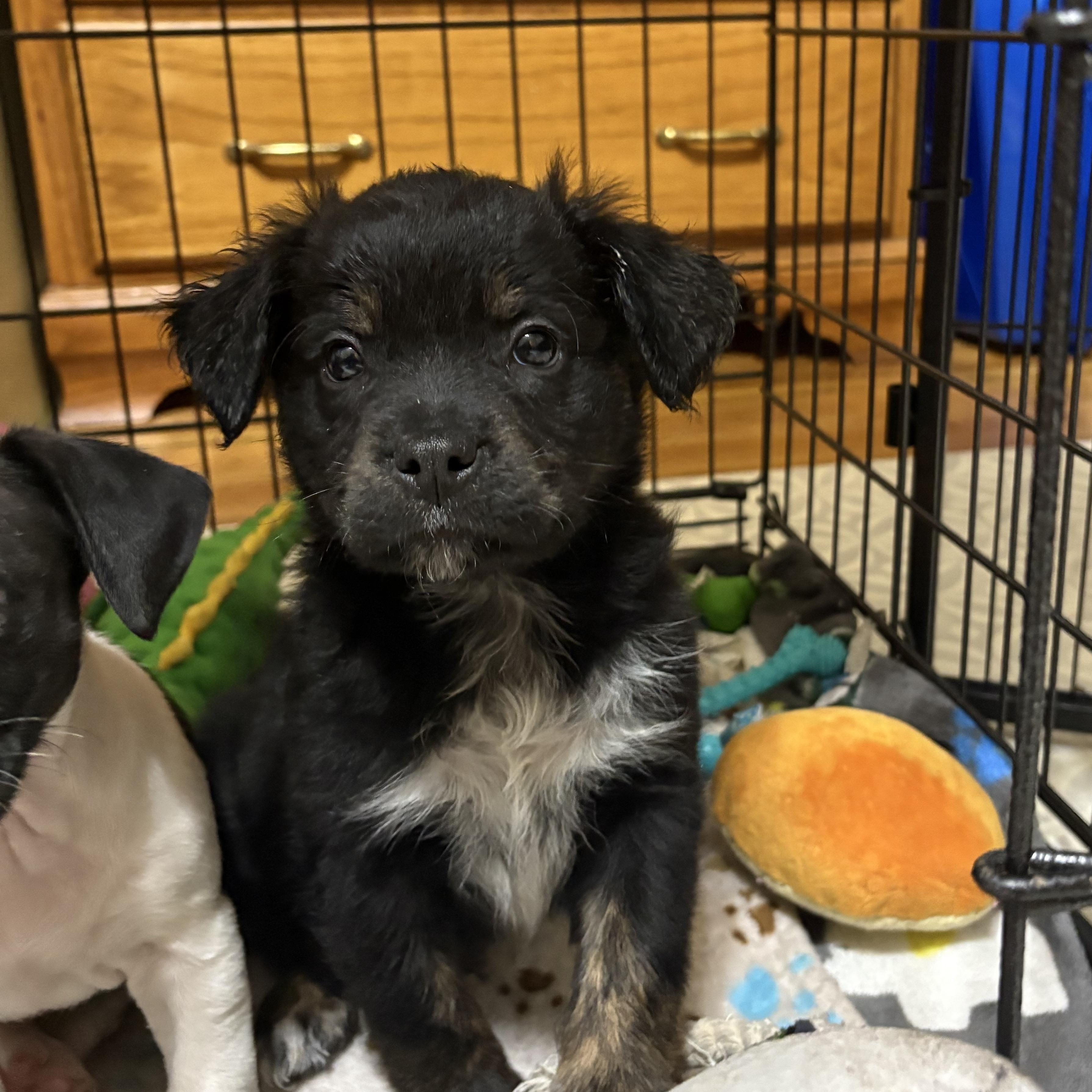 Enlarge Keegan, an adoptable mixed breed in Minneapolis, MN image 1/5