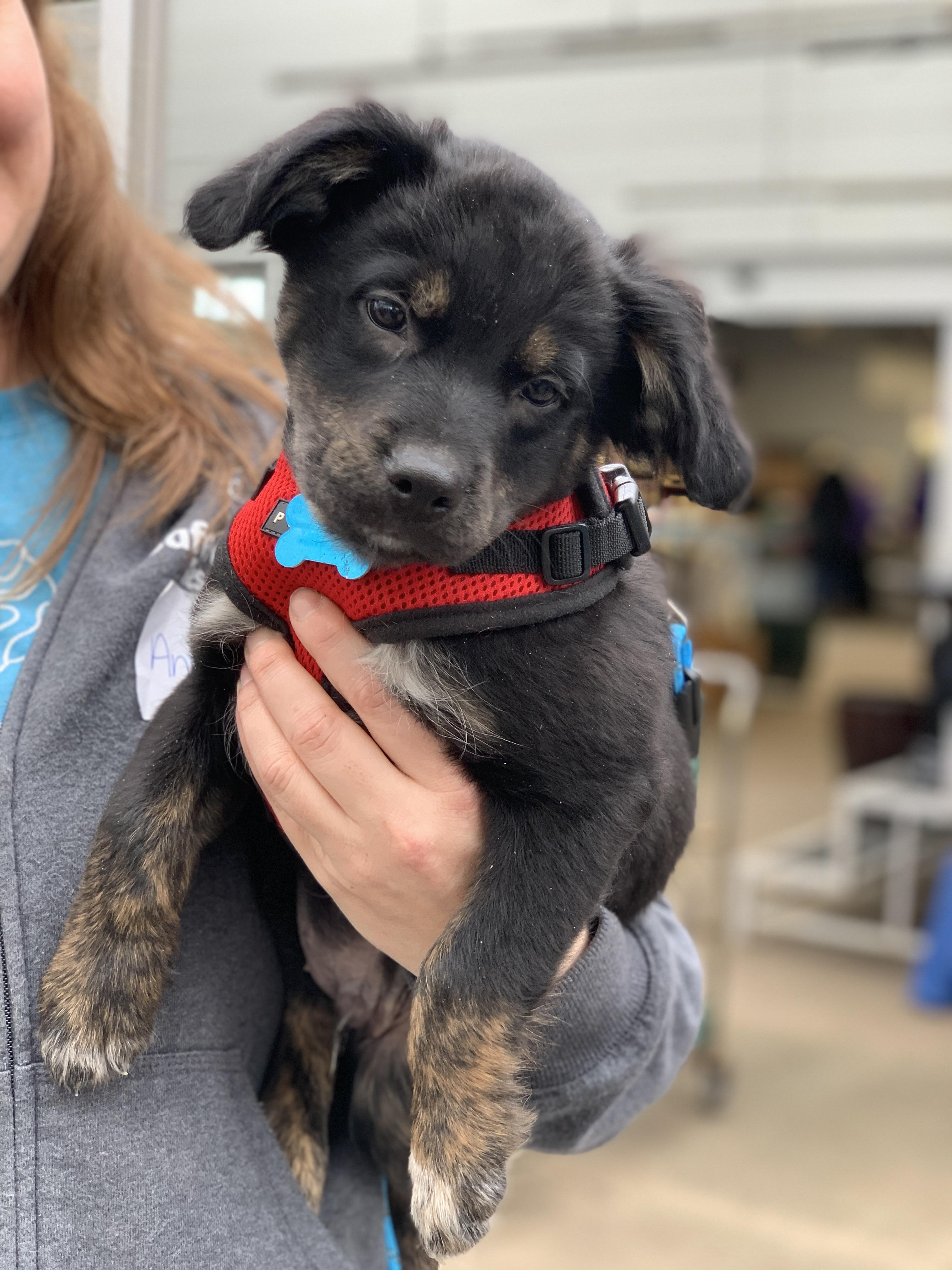 Keegan, adoptable, Puppy Male Spaniel & Terrier.