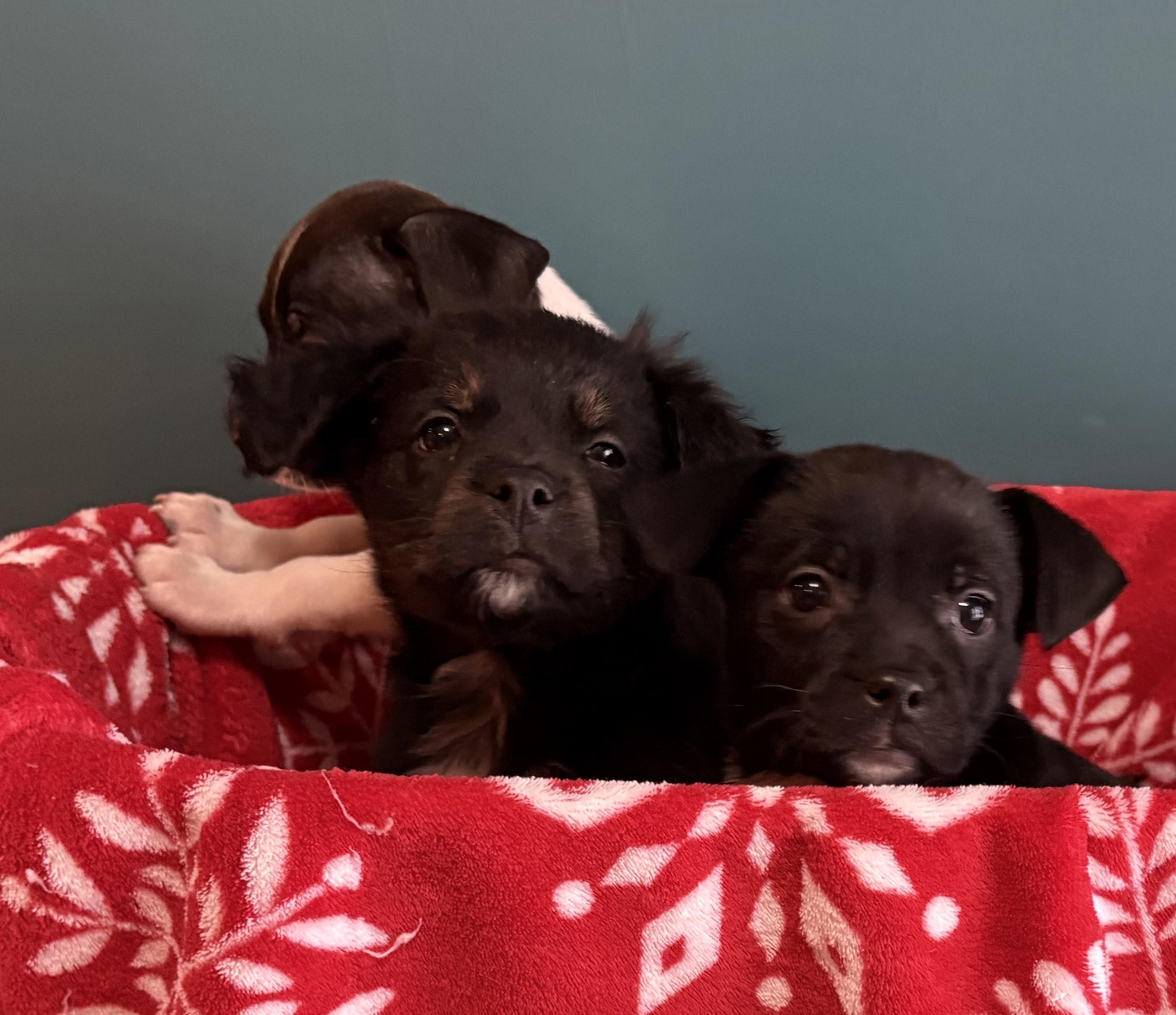 Enlarge Keegan, an adoptable mixed breed in Minneapolis, MN image 4/5