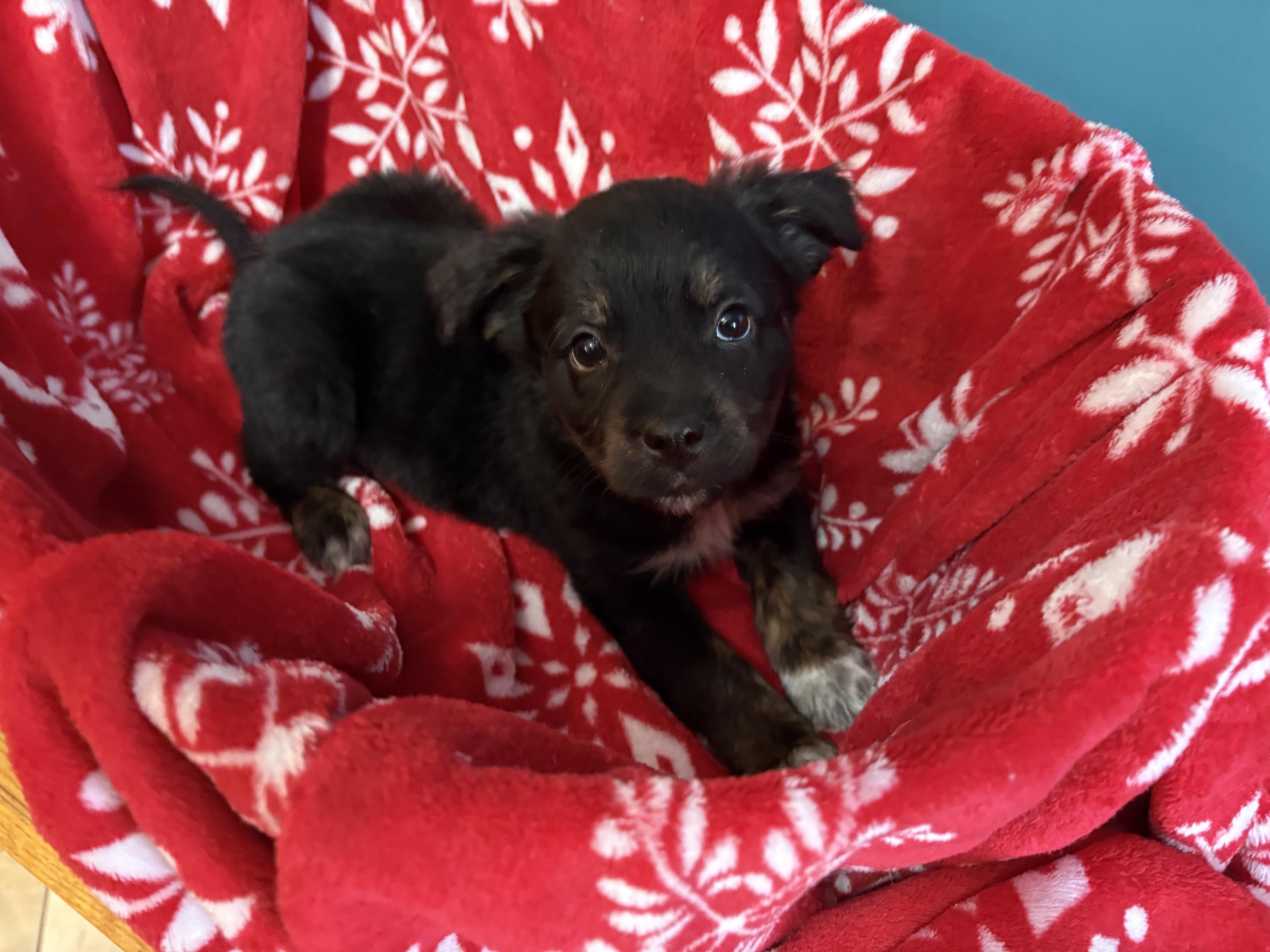 Enlarge Keegan, an adoptable mixed breed in Minneapolis, MN image 5/5