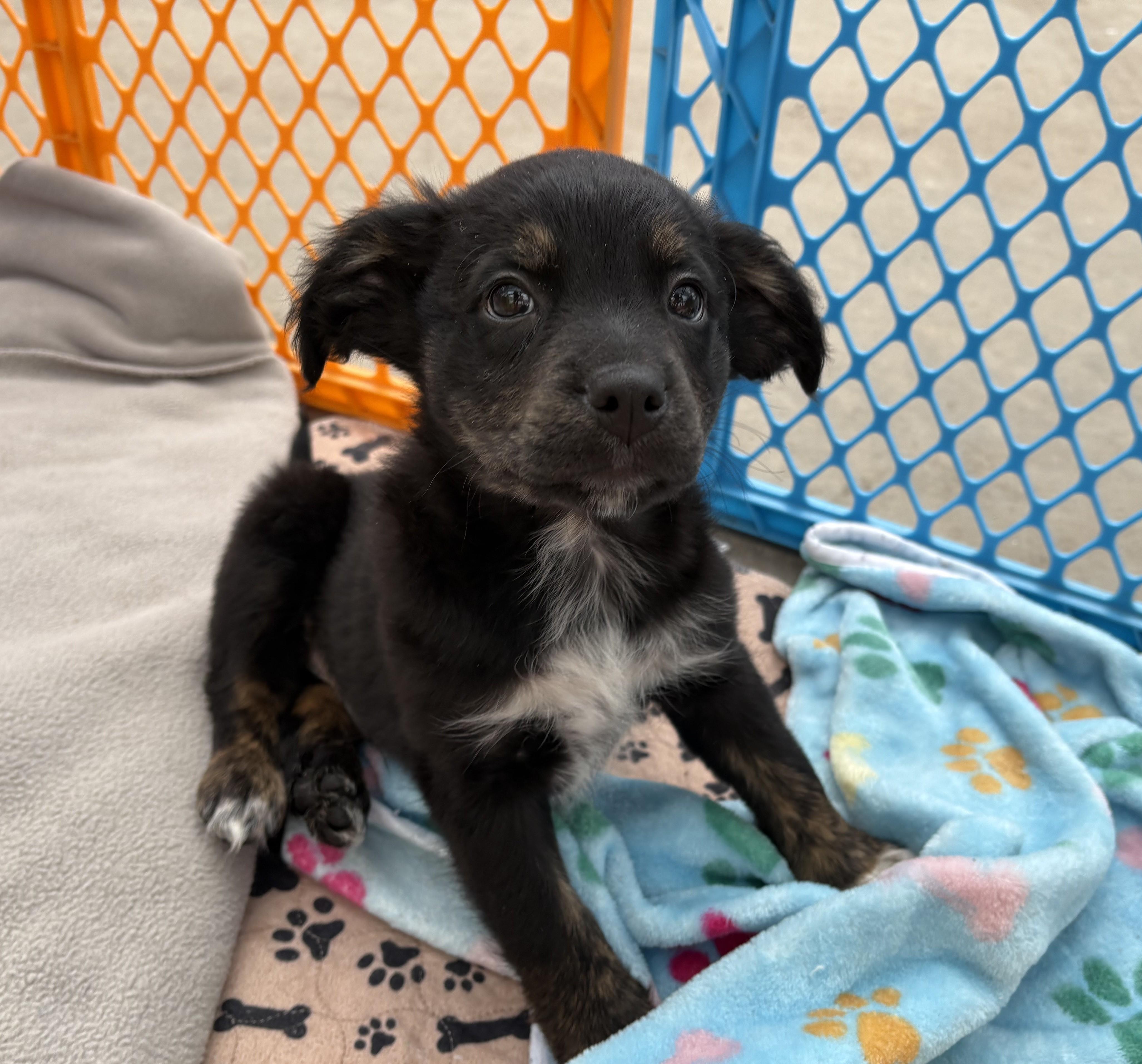 Keegan, adoptable, Puppy Male Spaniel & Terrier.
