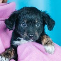 Enlarge Keegan, an adoptable mixed breed in Minneapolis, MN image 2/5