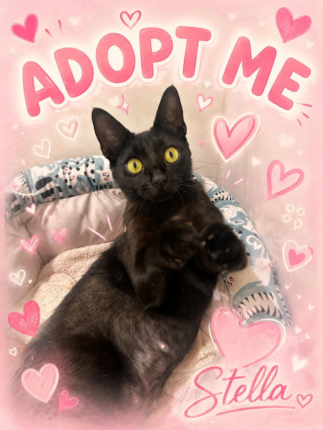 Stella, Adoptable, Young Female Domestic Short Hair.