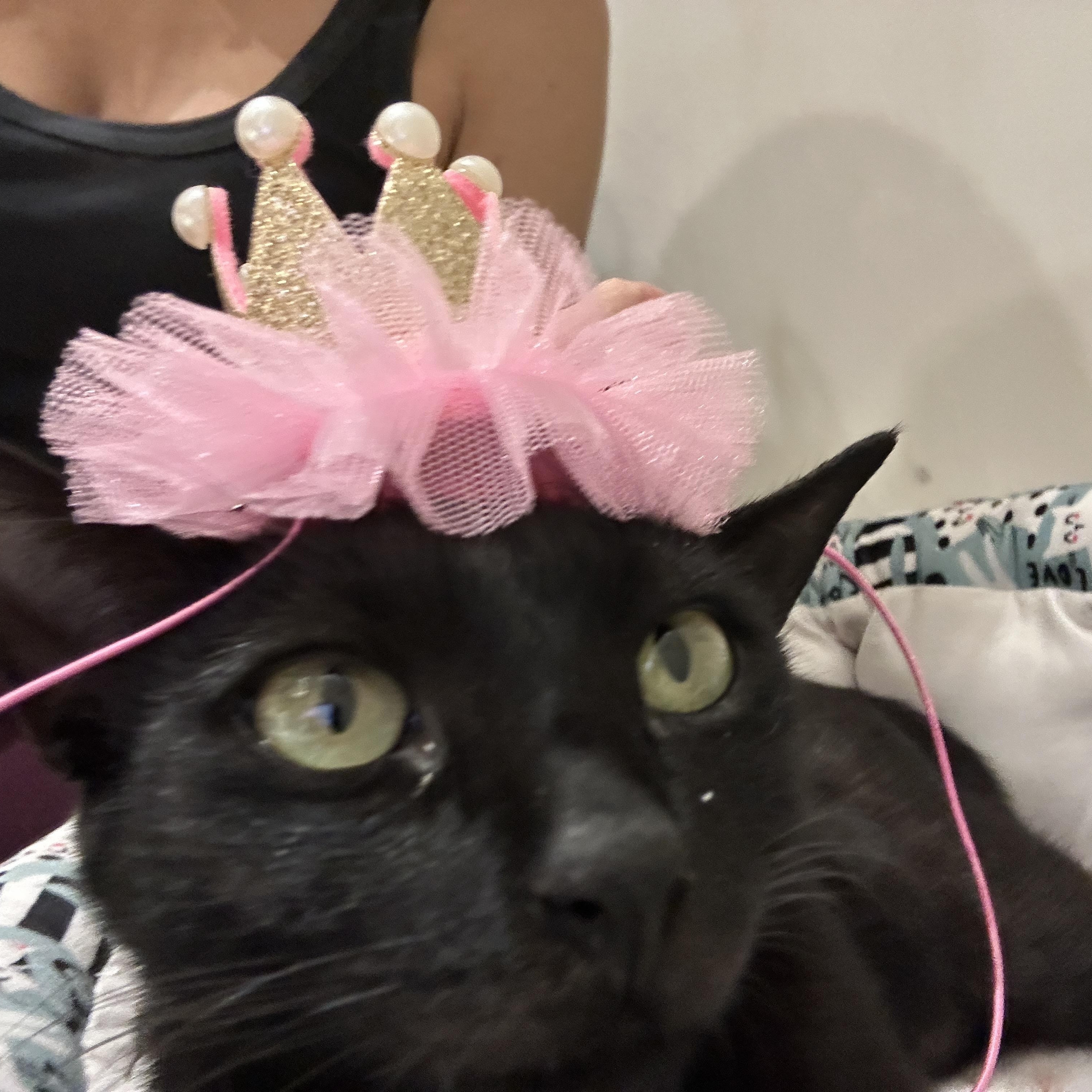 Enlarge Stella, a Adoptable Domestic Short Hair in Miami, FL image 4/4