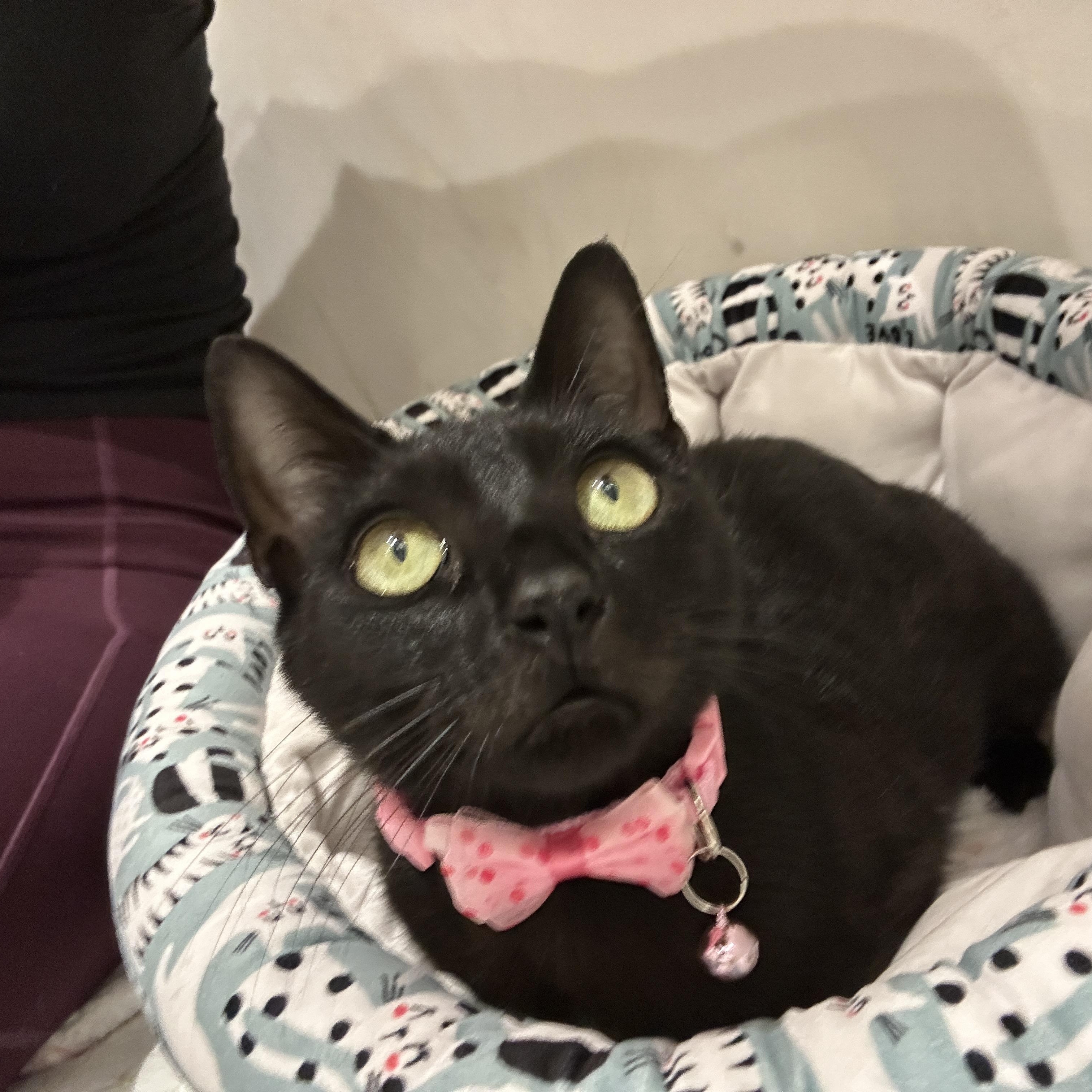 Enlarge Stella, a Adoptable Domestic Short Hair in Miami, FL image 3/4
