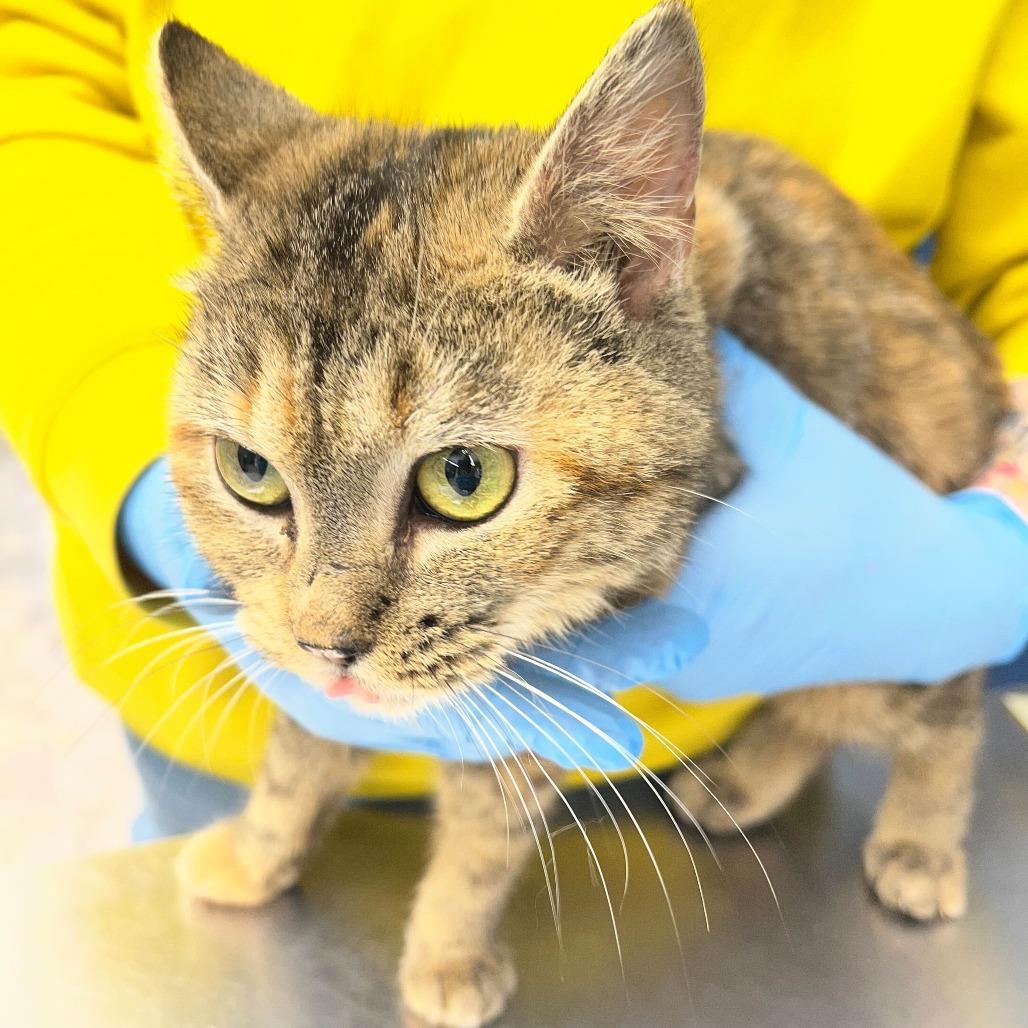 Enlarge Lil Mama, a Adoptable Domestic Short Hair in Oak Hill, WV image 1/1