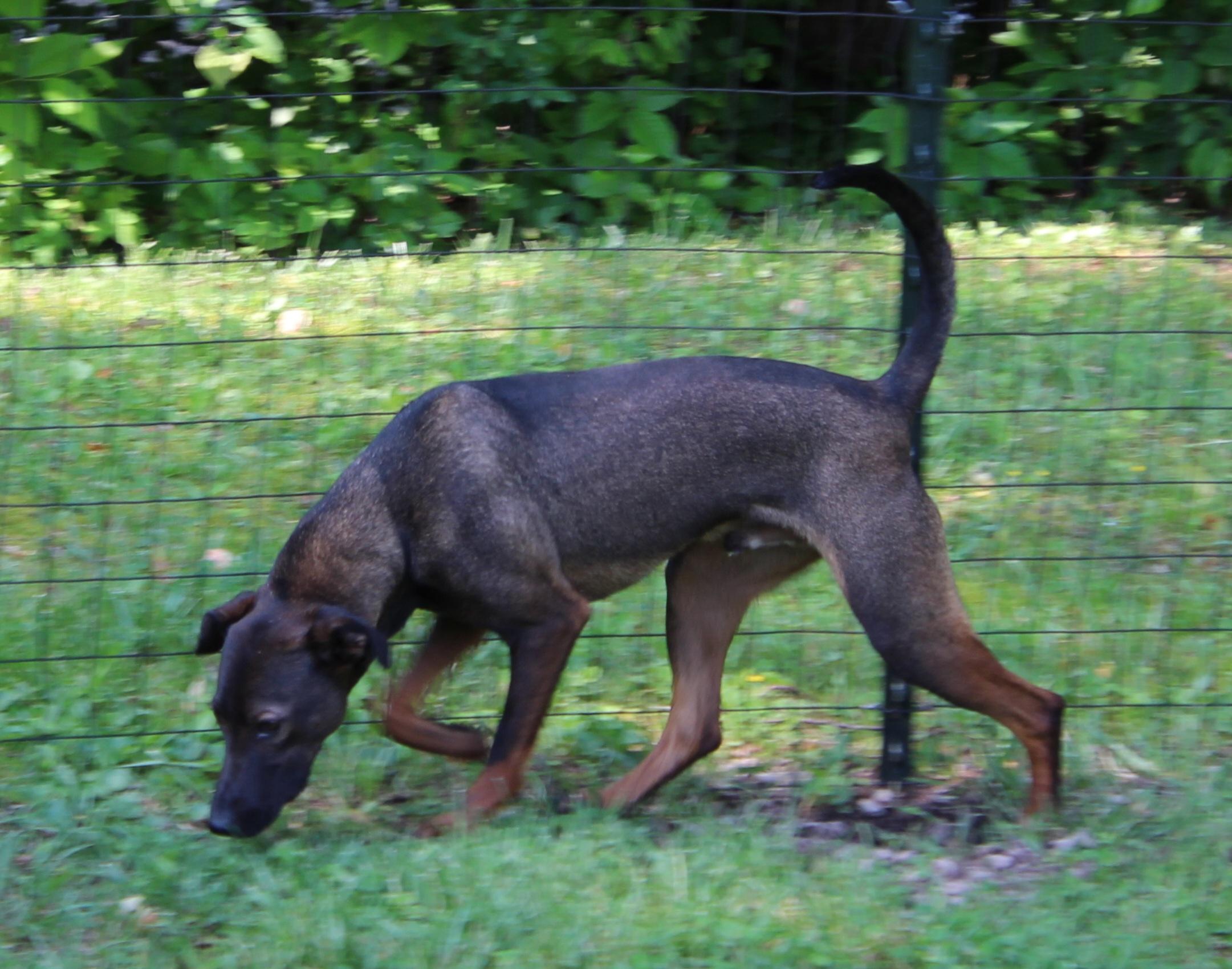 Enlarge Squirrel, a Adoptable mixed breed in Wheelersburg, OH image 3/6
