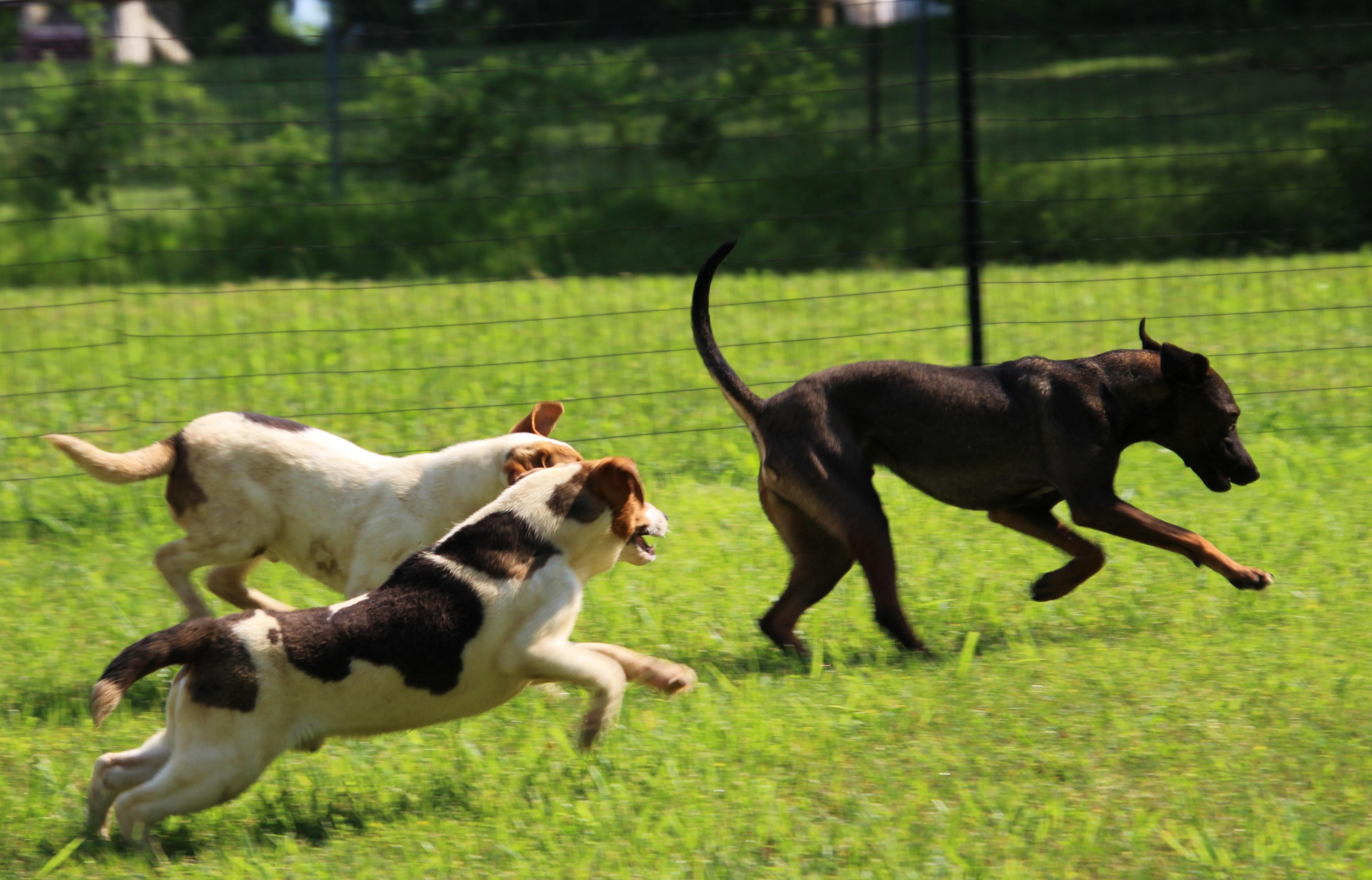 Enlarge Squirrel, a Adoptable mixed breed in Wheelersburg, OH image 2/6