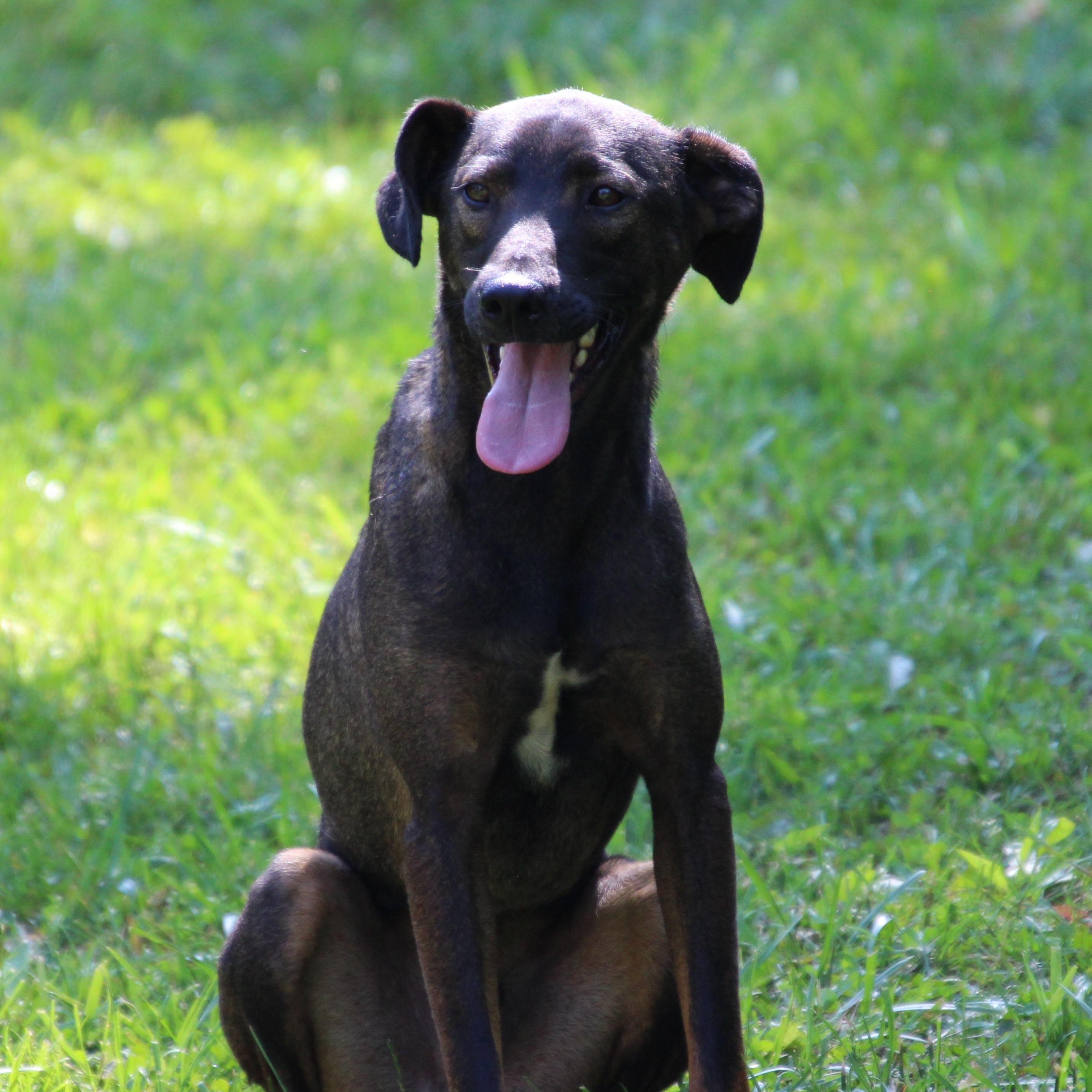 Squirrel, Adoptable, Adult Male Hound.