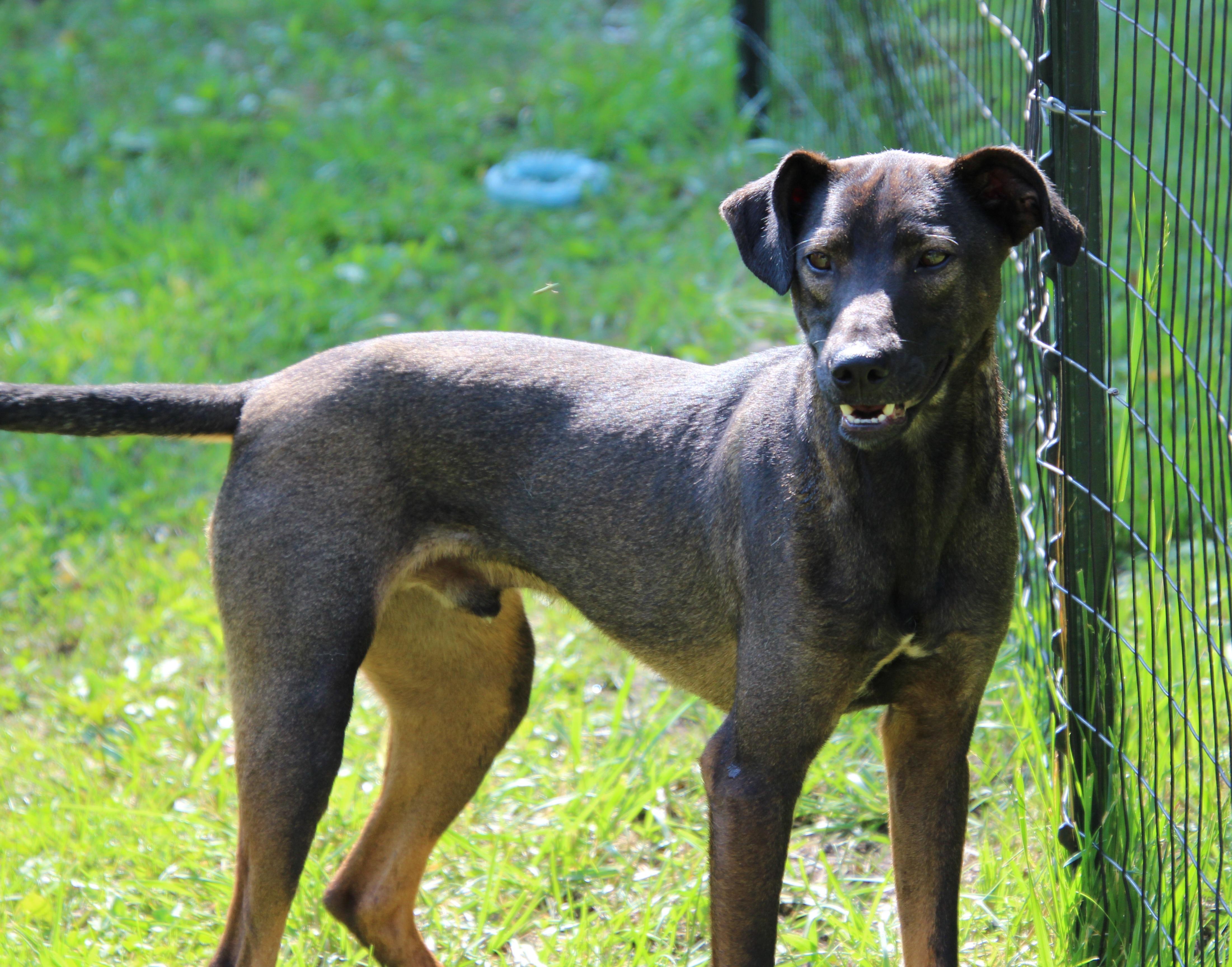 Enlarge Squirrel, a Adoptable mixed breed in Wheelersburg, OH image 5/6