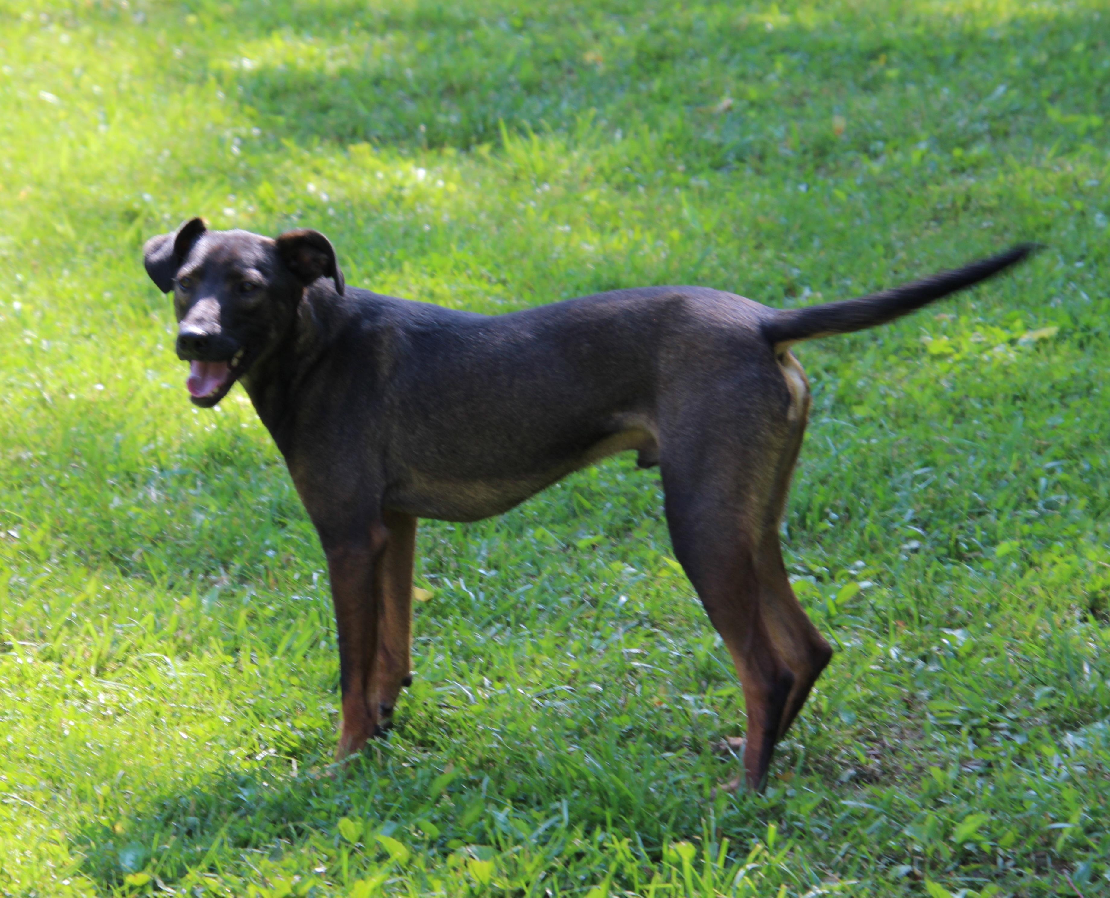 Enlarge Squirrel, a Adoptable mixed breed in Wheelersburg, OH image 4/6