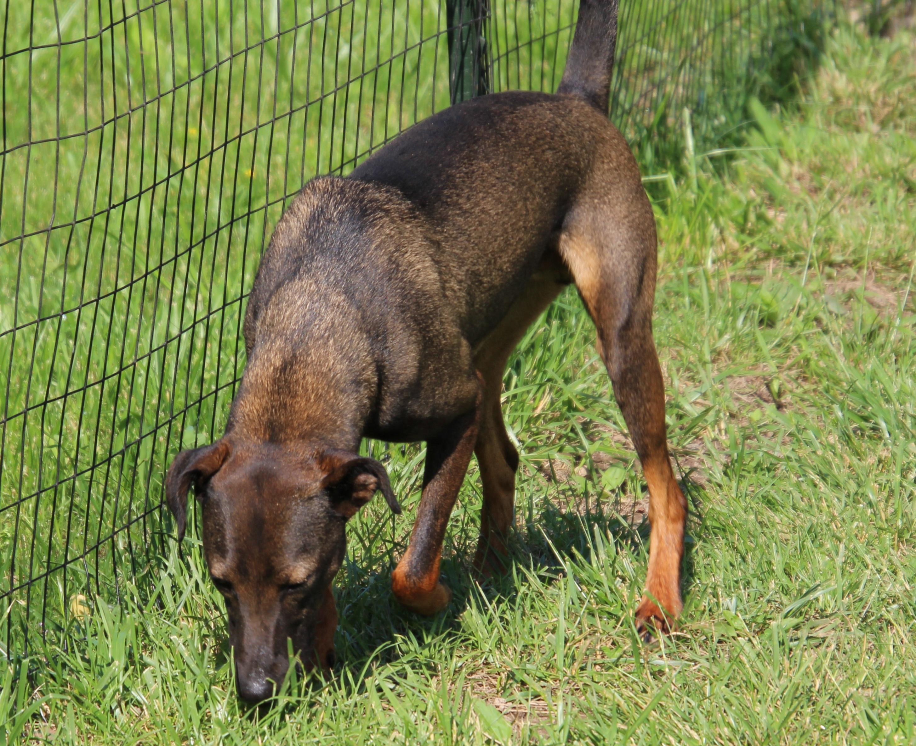Enlarge Squirrel, a Adoptable mixed breed in Wheelersburg, OH image 6/6