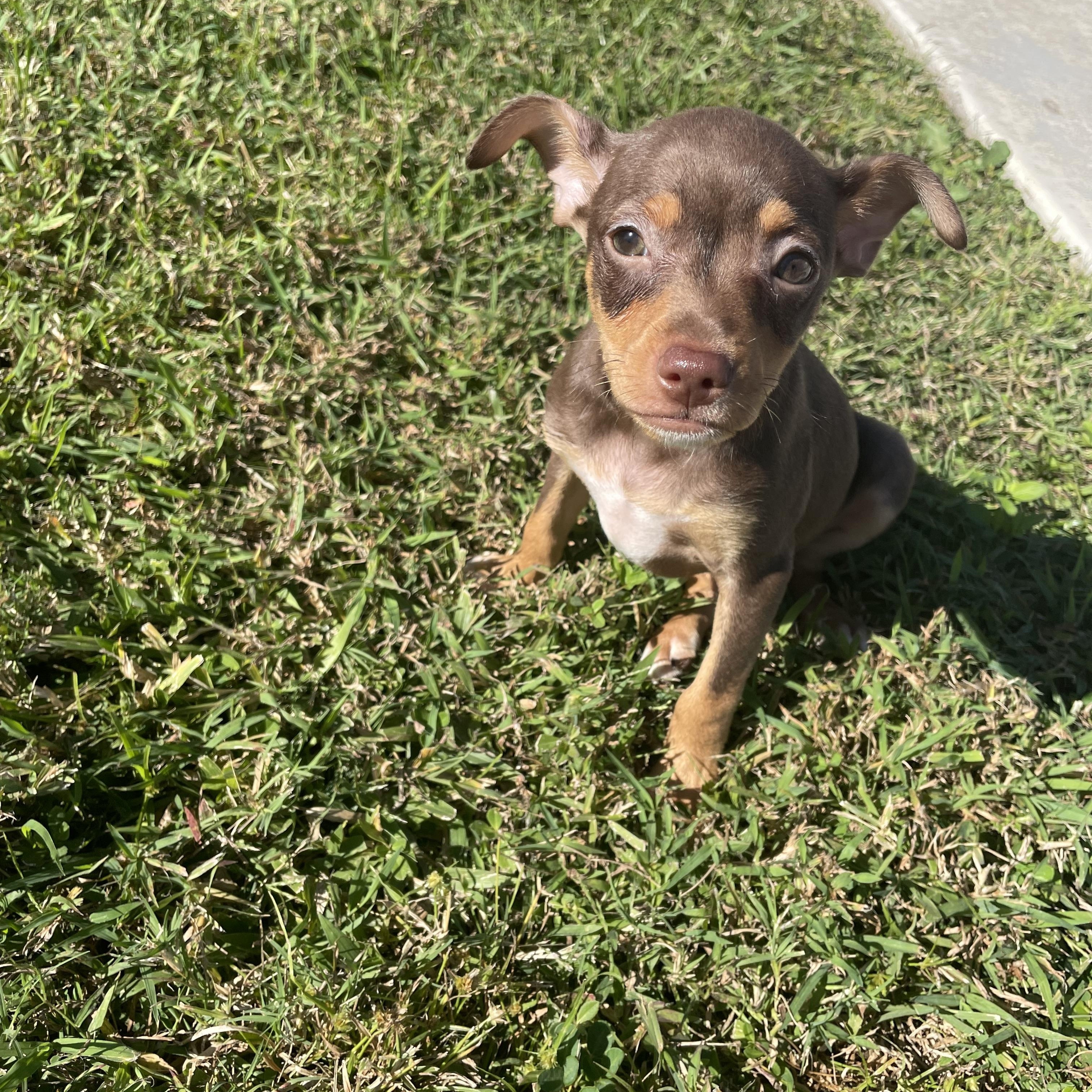 Enlarge Caesar, a Adopted mixed breed in Port Saint Lucie, FL image 2/4