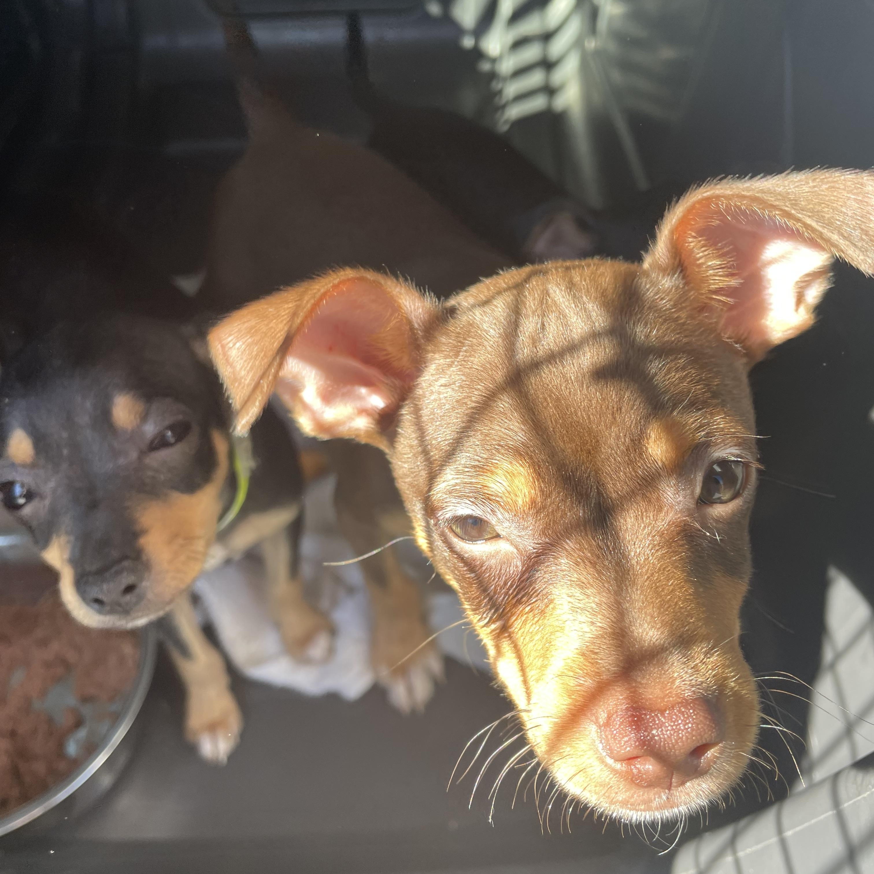 Enlarge Caesar, a Adopted mixed breed in Port Saint Lucie, FL image 3/4