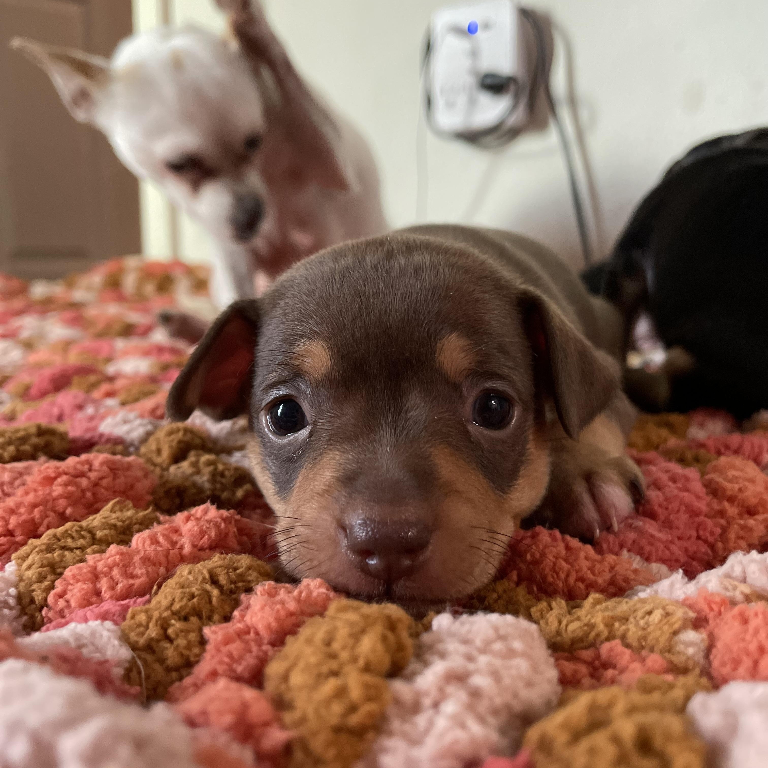 Enlarge Caesar, a Adopted mixed breed in Port Saint Lucie, FL image 4/4