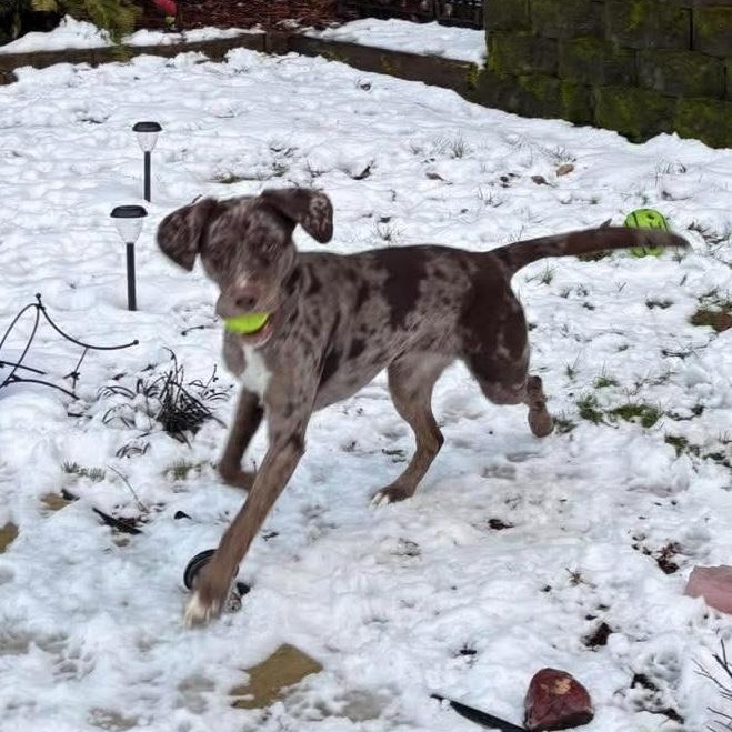 Rosey - COURTESY LISTING, a ADOPTABLE mixed breed in Portland, OR image 3/5