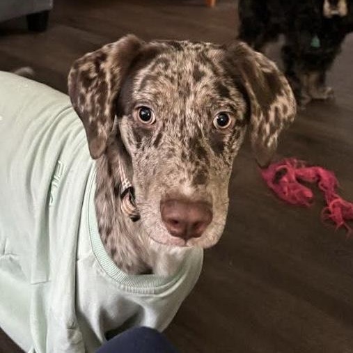 Rosey - COURTESY LISTING, a ADOPTABLE mixed breed in Portland, OR image 2/5