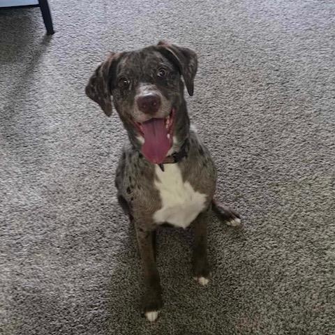 Rosey - COURTESY LISTING, a ADOPTABLE mixed breed in Portland, OR image 4/5