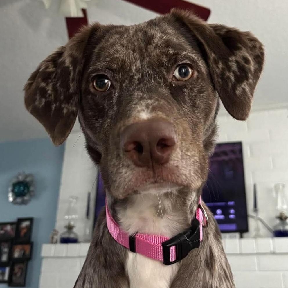 Rosey - COURTESY LISTING, a ADOPTABLE mixed breed in Portland, OR image 5/5