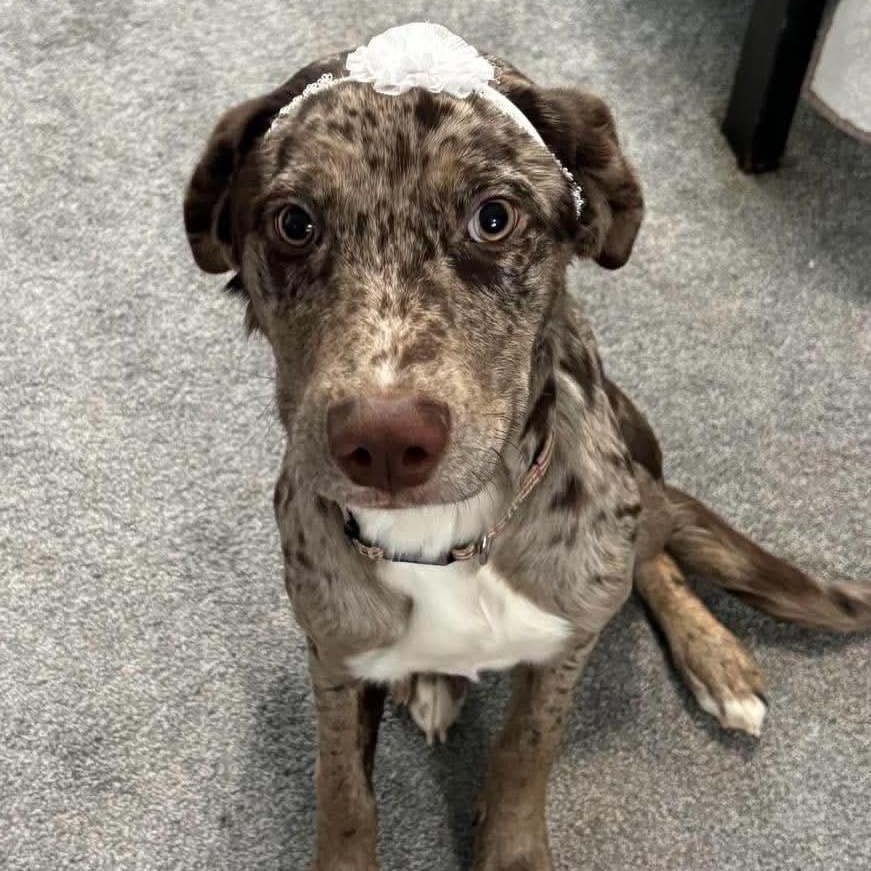 Rosey - COURTESY LISTING, a ADOPTABLE mixed breed in Portland, OR image 1/5