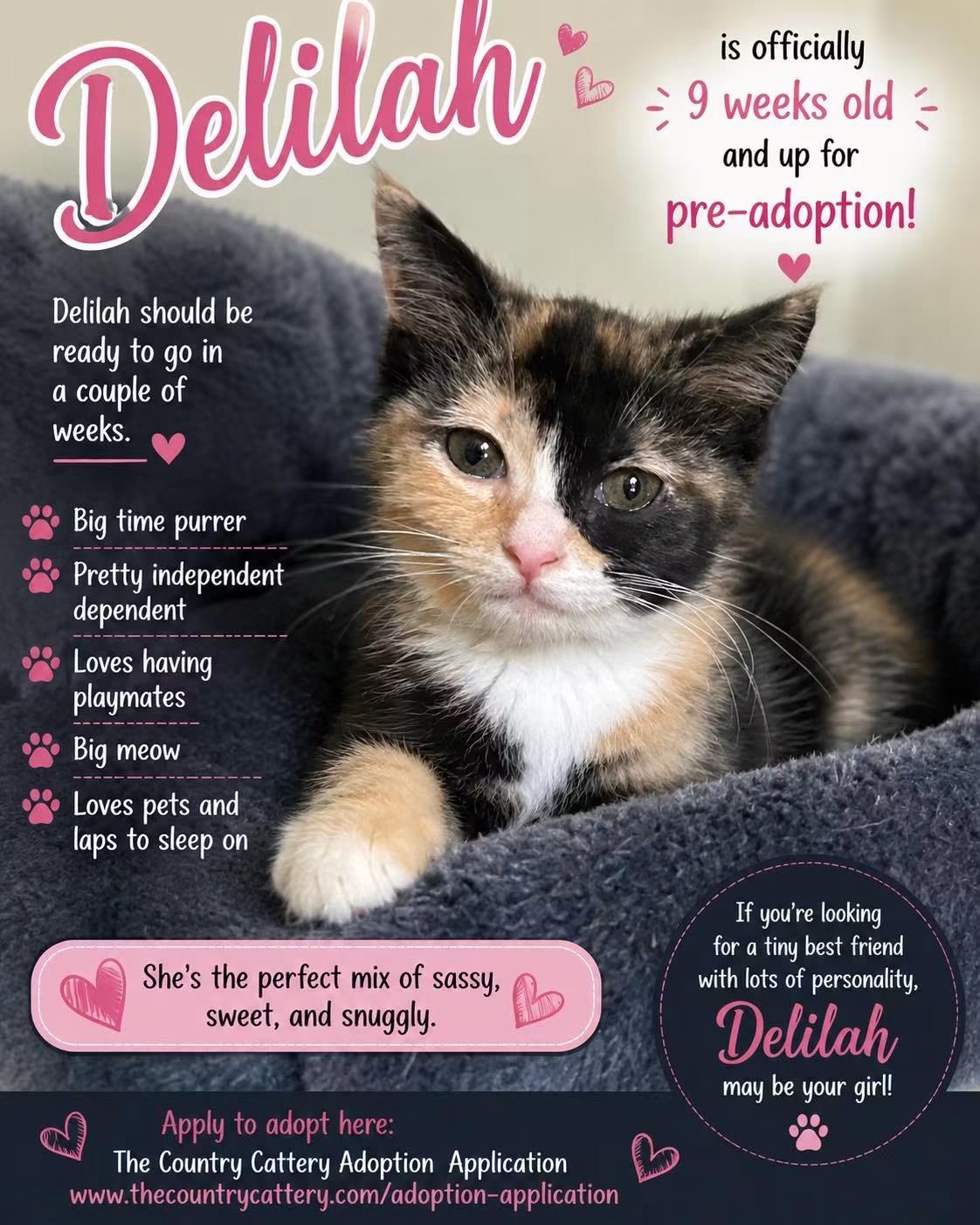 Delilah, Adoptable, Kitten Female Domestic Short Hair.