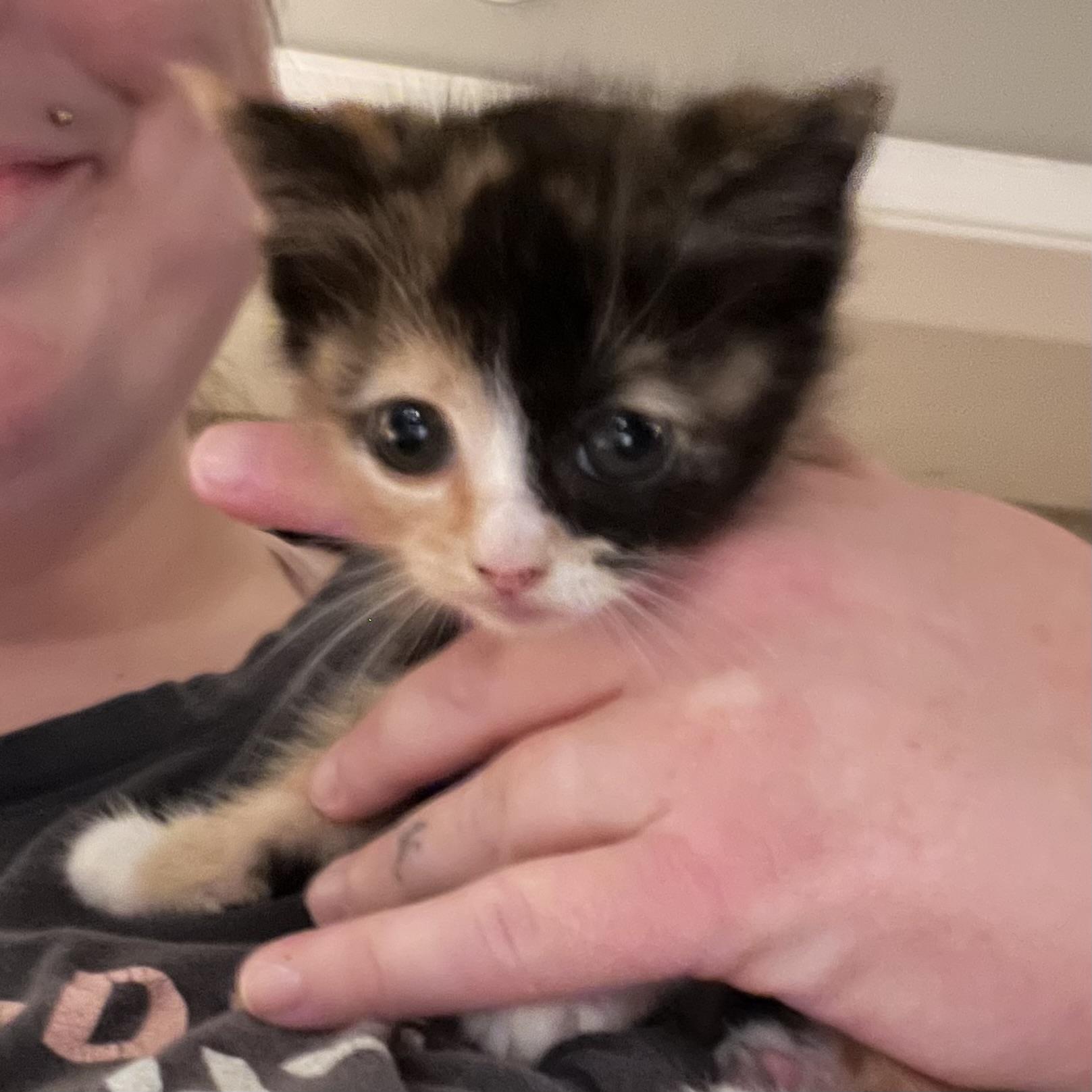 Delilah, Adoptable, Kitten Female Domestic Medium Hair.