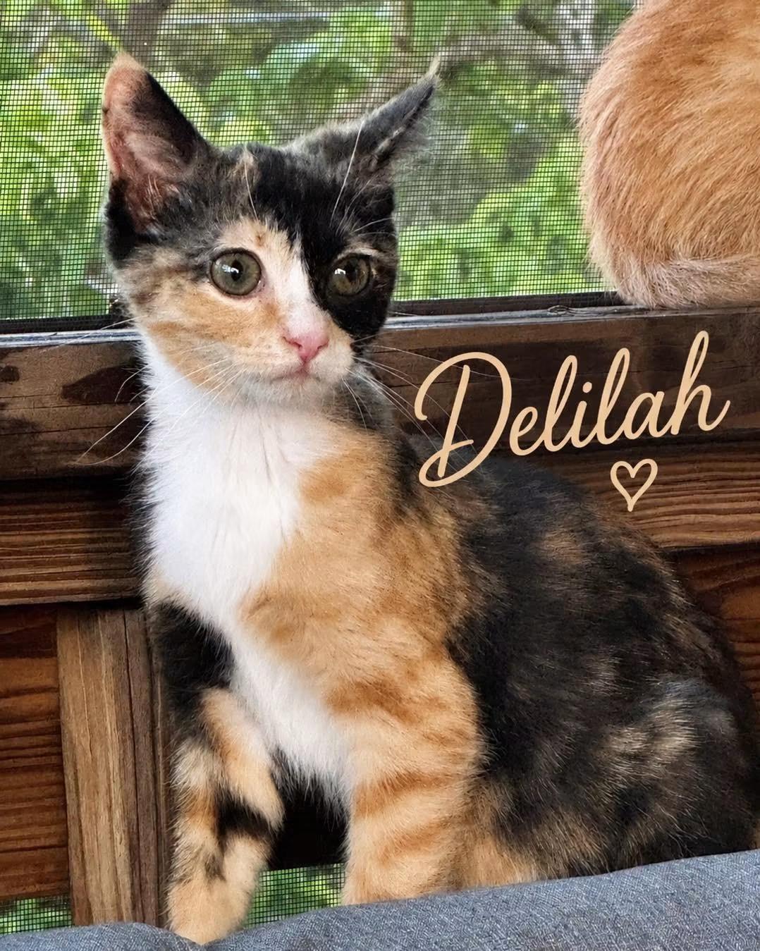 Enlarge Delilah, a Adoptable Domestic Short Hair in Randolph, AL image 3/3