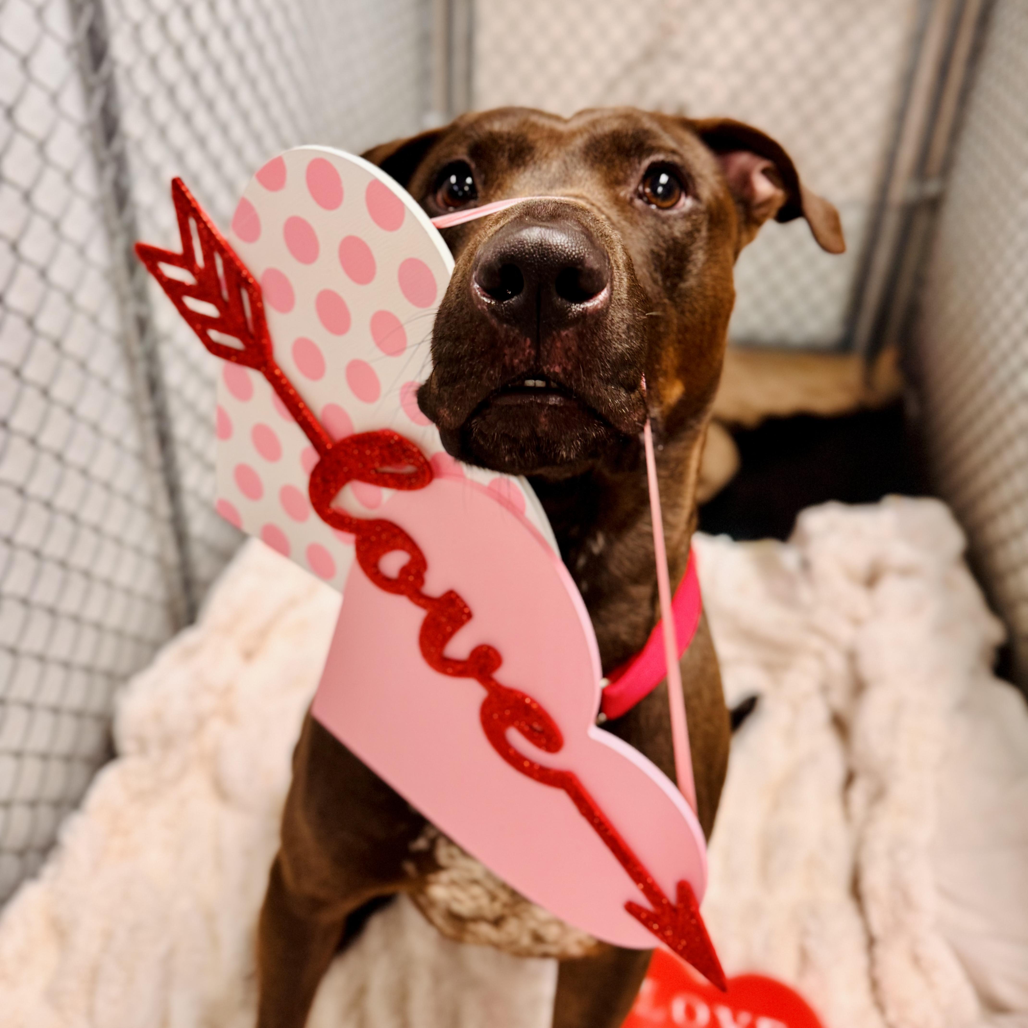 Enlarge Sloppy Joe, an adoptable Mixed Breed in Midland, MI image 2/6